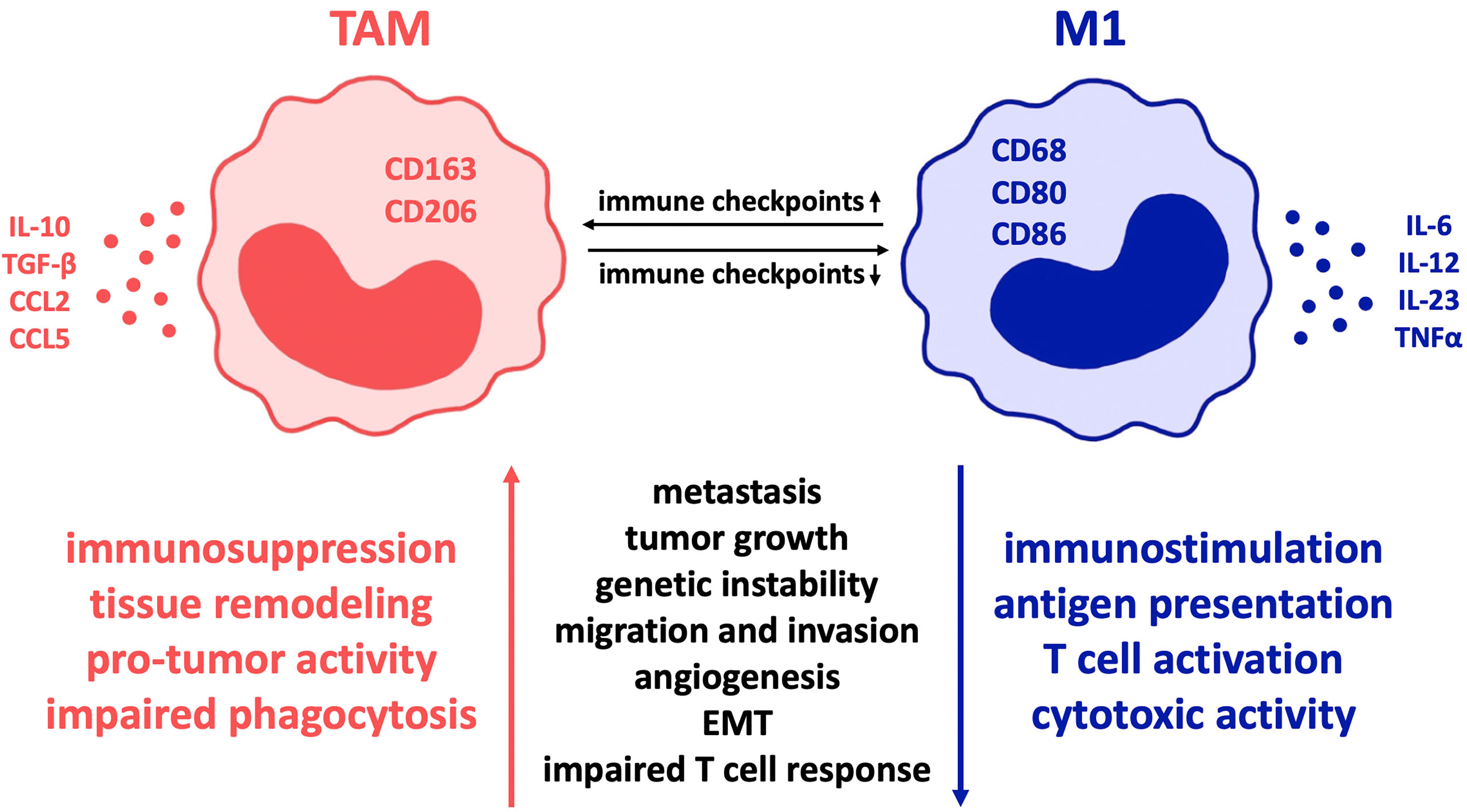 Frontiers The Role Of Immune Checkpoint Molecules On Macrophages In