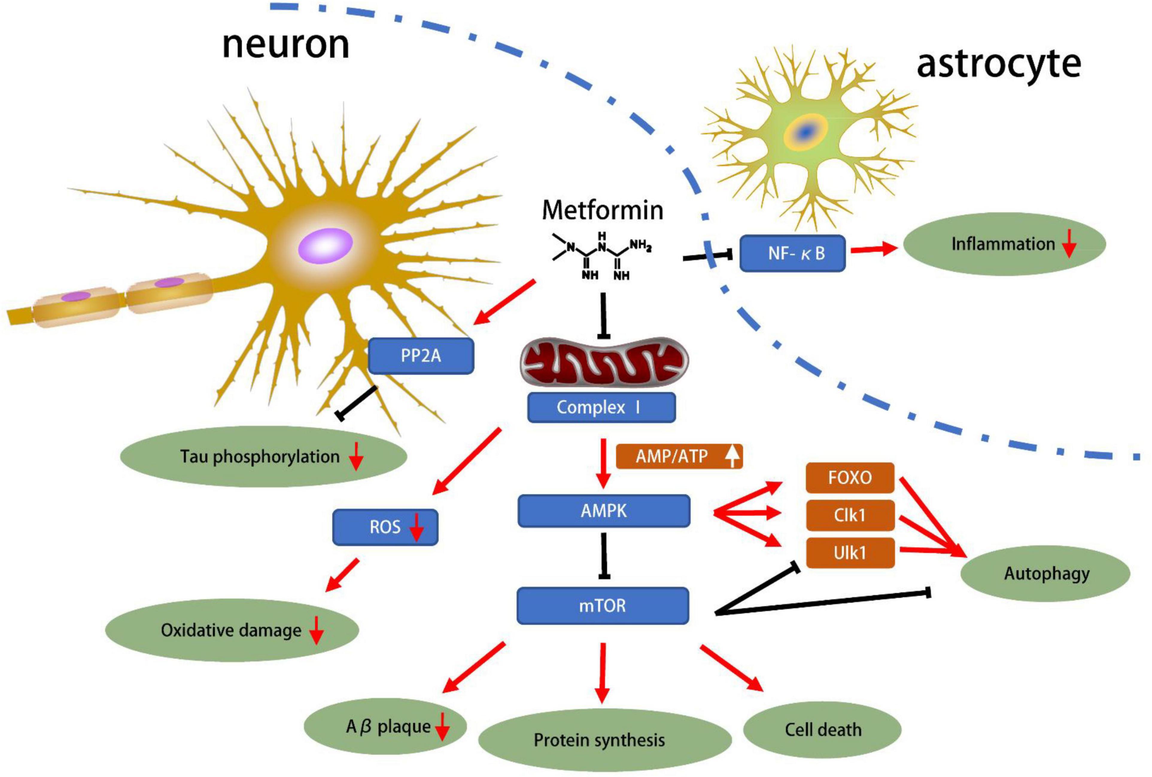 Frontiers Exploring The Pharmacological Potential Of Metformin For 