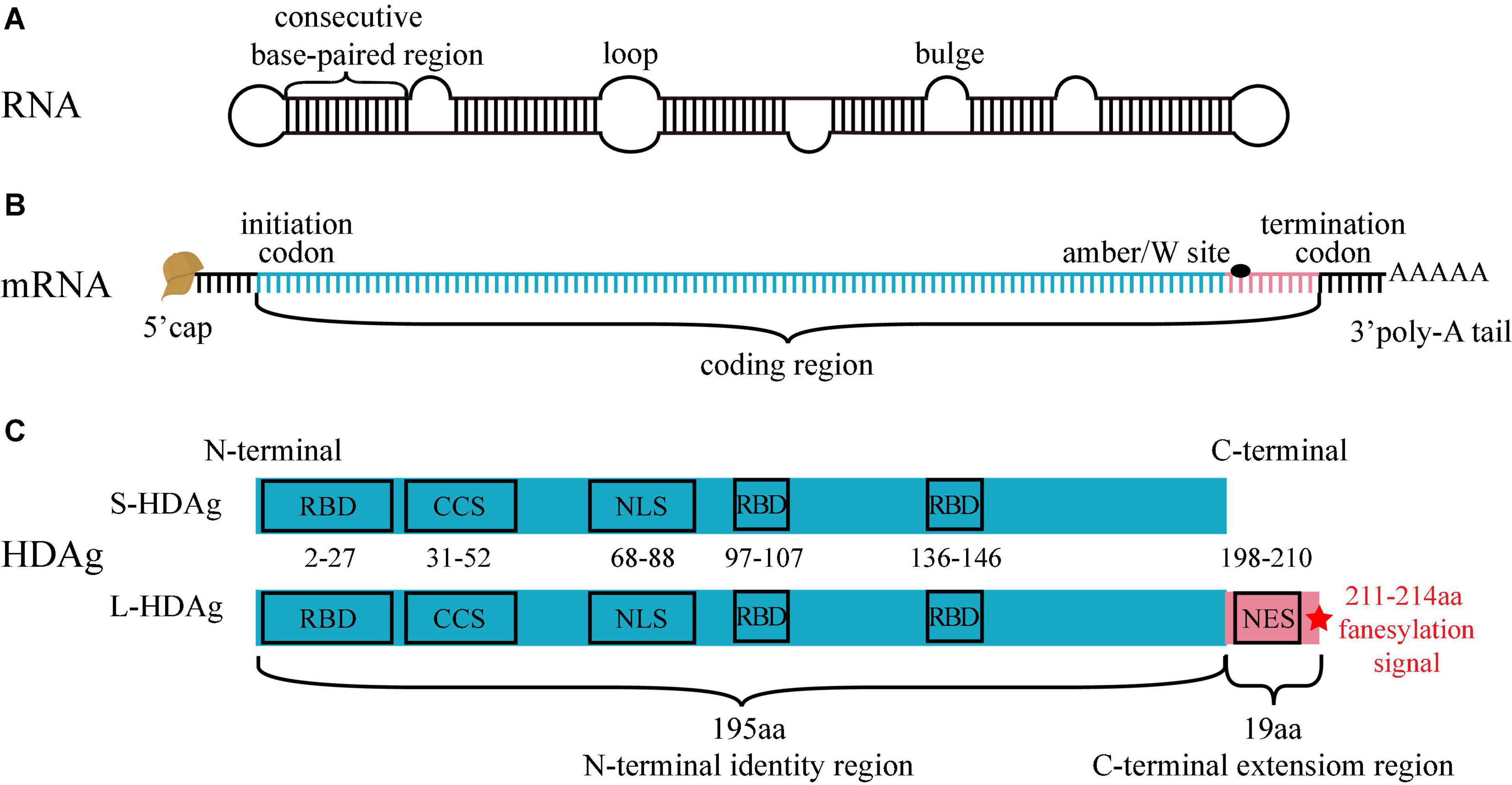 Kapa stranded mrna seq kit