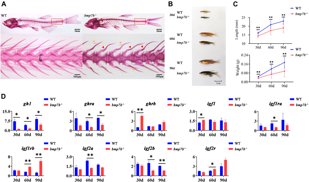 Frontiers | Functional Differentiation of BMP7 Genes in Zebrafish 