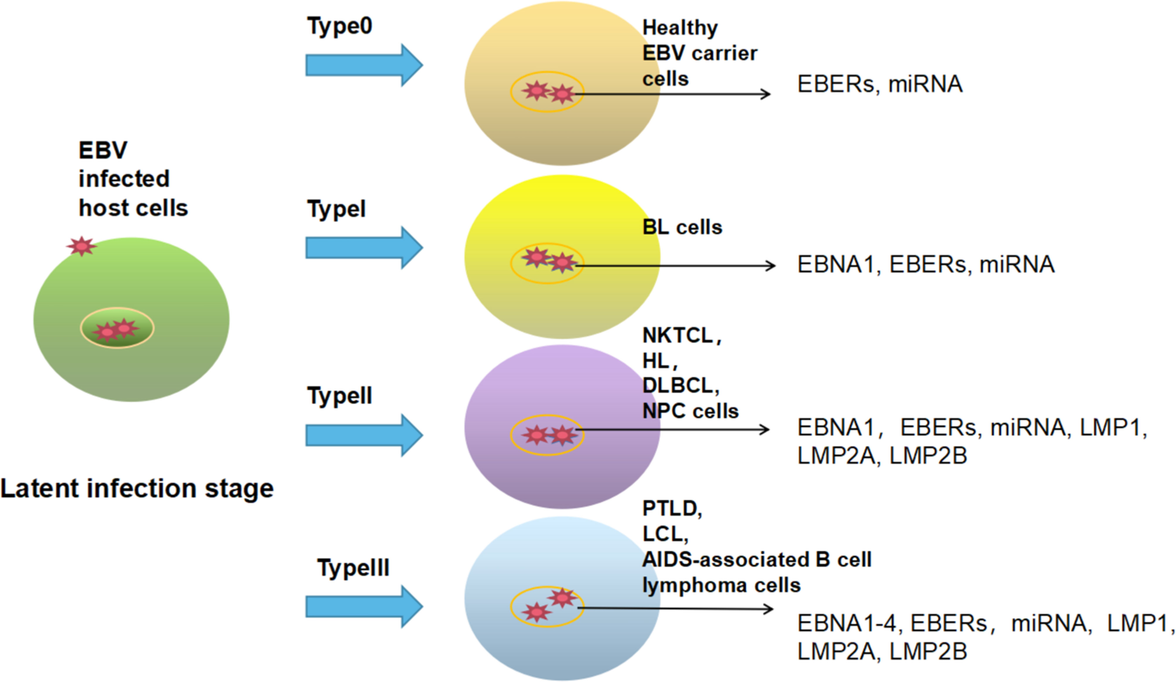 Frontiers Treatment Advances In EBV Related Lymphoproliferative Diseases