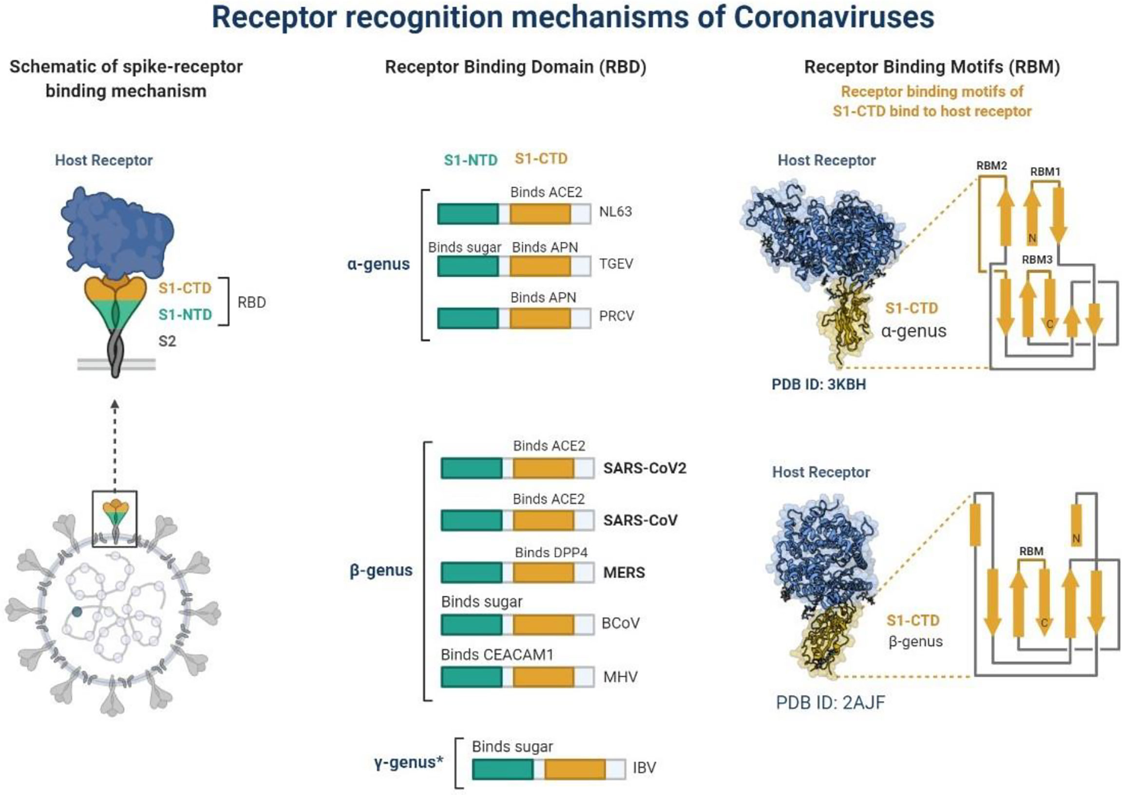 Frontiers Sars Cov 2 Recent Variants And Clinical Efficacy Of Antibody Based Therapy