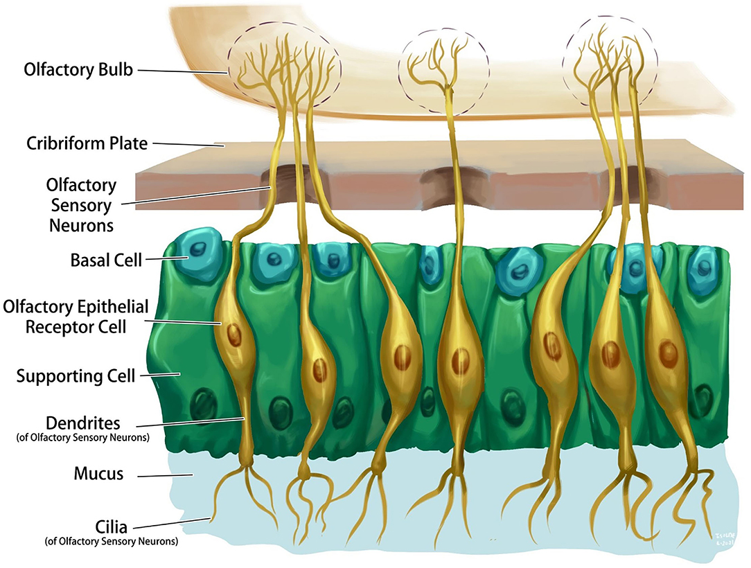 Frontiers The Prevalence And Pathophysiology Of Chemical Sense 