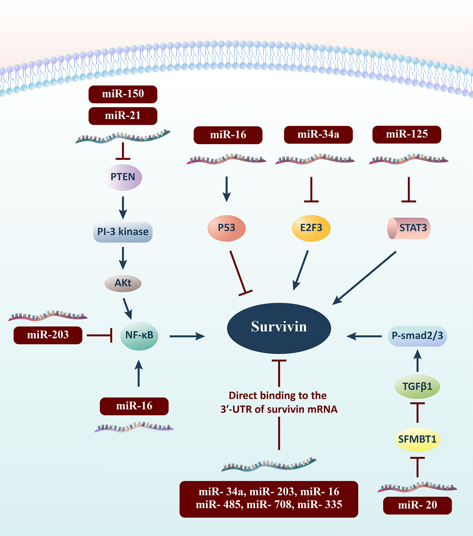 Frontiers | Dysregulation of Survivin-Targeting microRNAs in Autoimmune ...