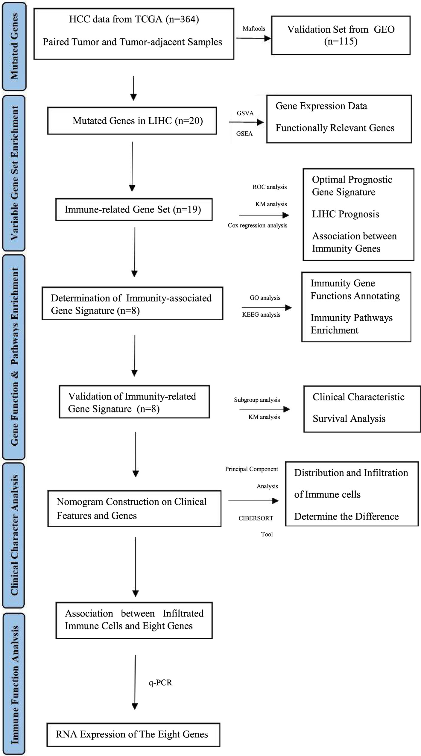 Frontiers | A Prognostic Gene Signature for Hepatocellular Carcinoma