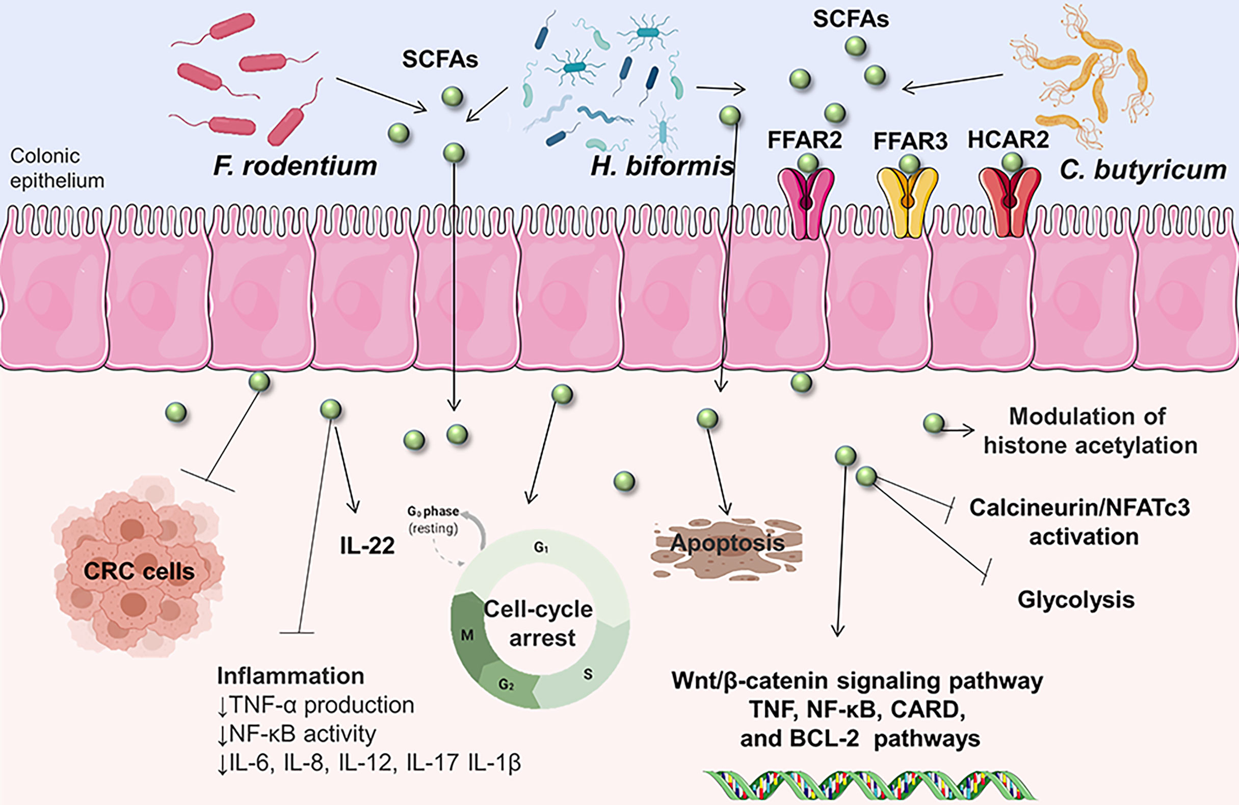 Frontiers Alterations In The Gut Microbiota And Their Metabolites In