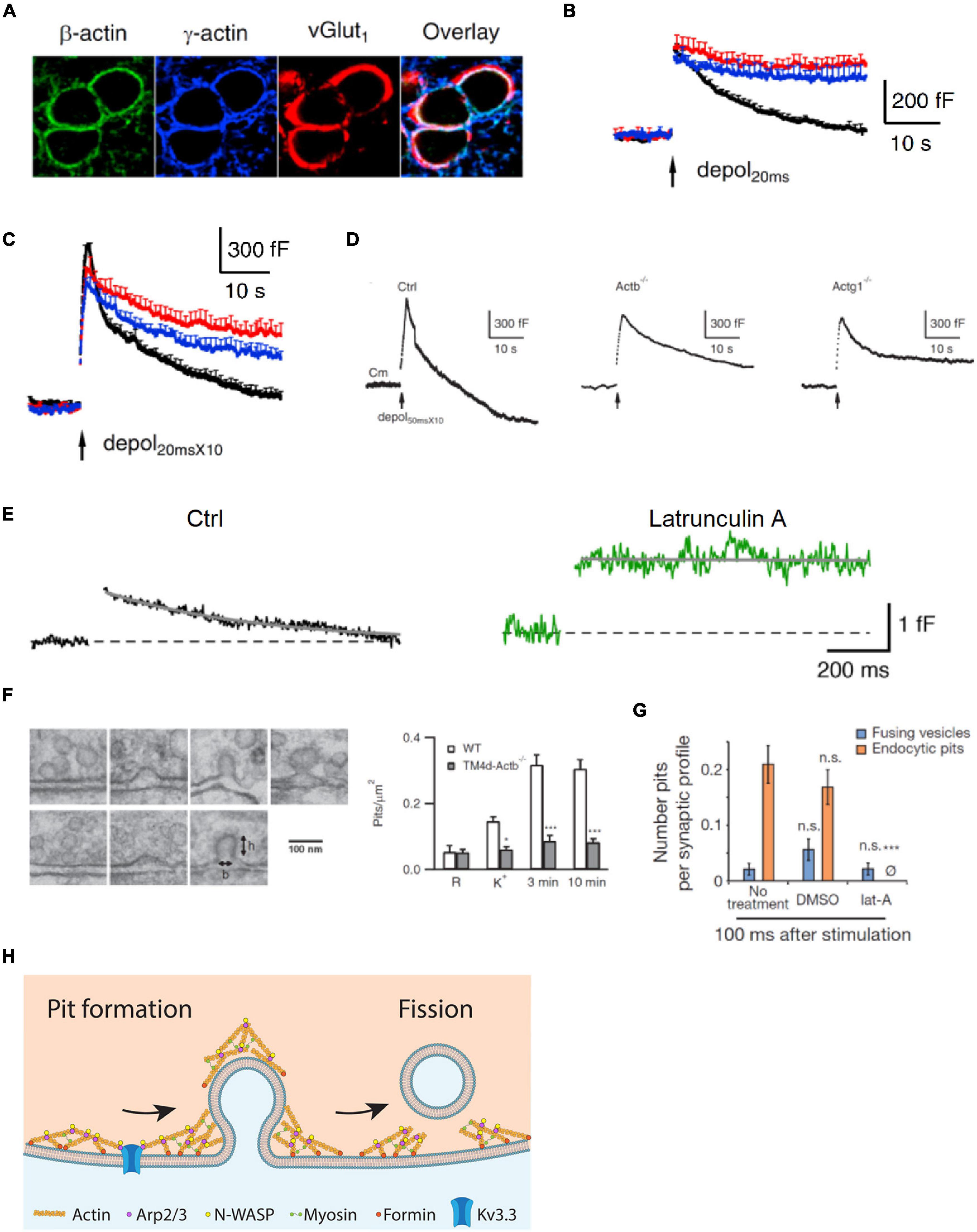 Frontiers | Multiple Roles of Actin in Exo- and Endocytosis