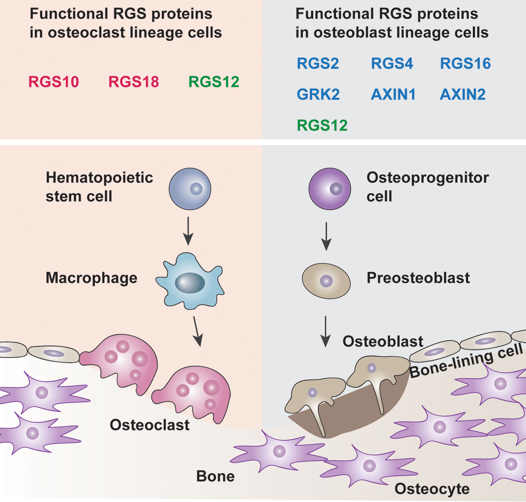 RGS10 physically and functionally interacts with STIM2 and requires  store-operated calcium entry to regulate pro-inflammatory gene expression  in microglia - ScienceDirect