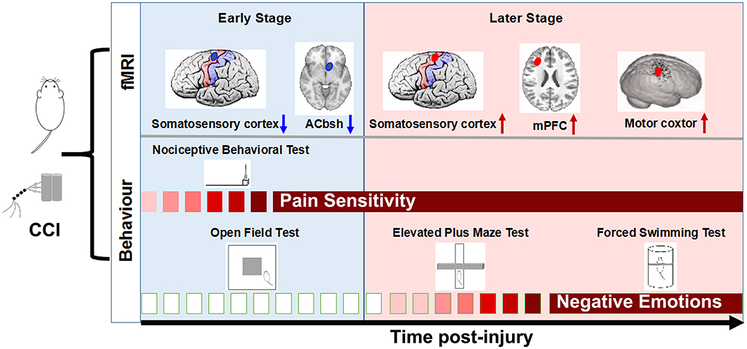 Frontiers Brain Functional Alteration at Different Stages of