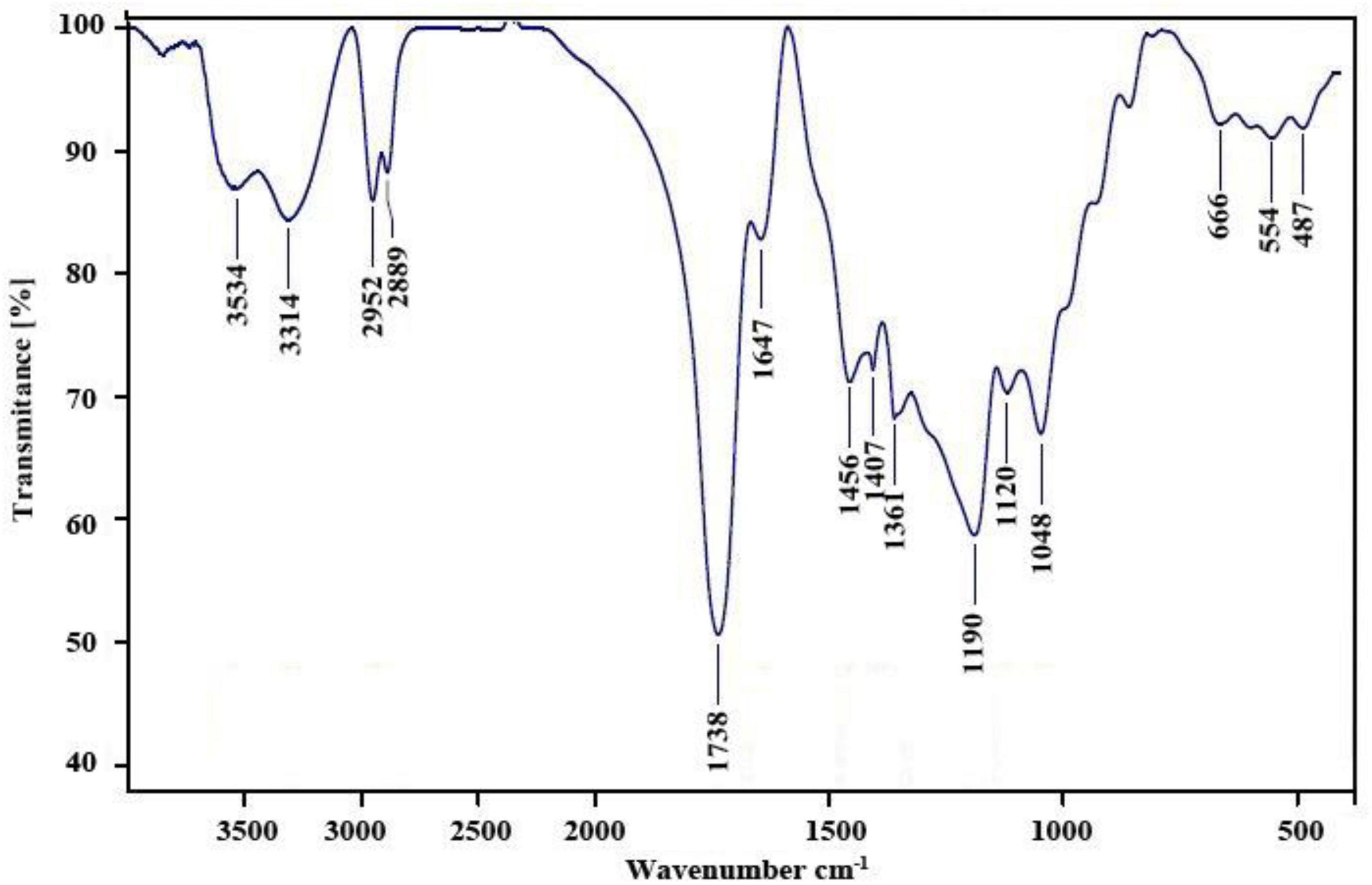 Frontiers | Thymol Nanopolymer Synthesis and Its Effects on Morphine ...