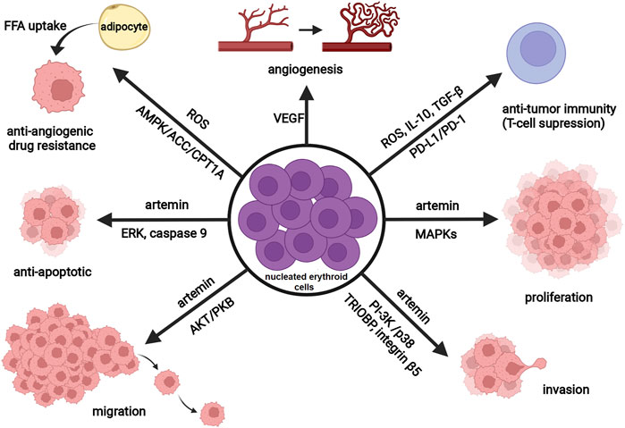 Frontiers | Targeting Stress Erythropoiesis Pathways in Cancer