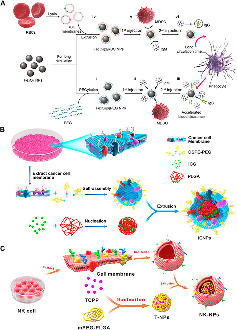 Frontiers | Engineered Cell Membrane-Derived Nanocarriers: The 