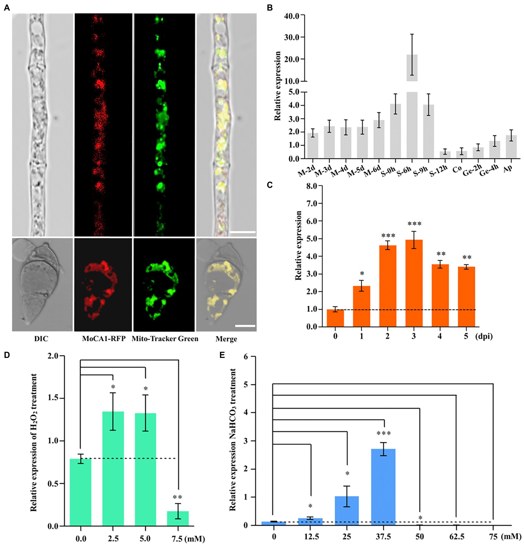 Frontiers Contribution of the Mitochondrial Carbonic Anhydrase