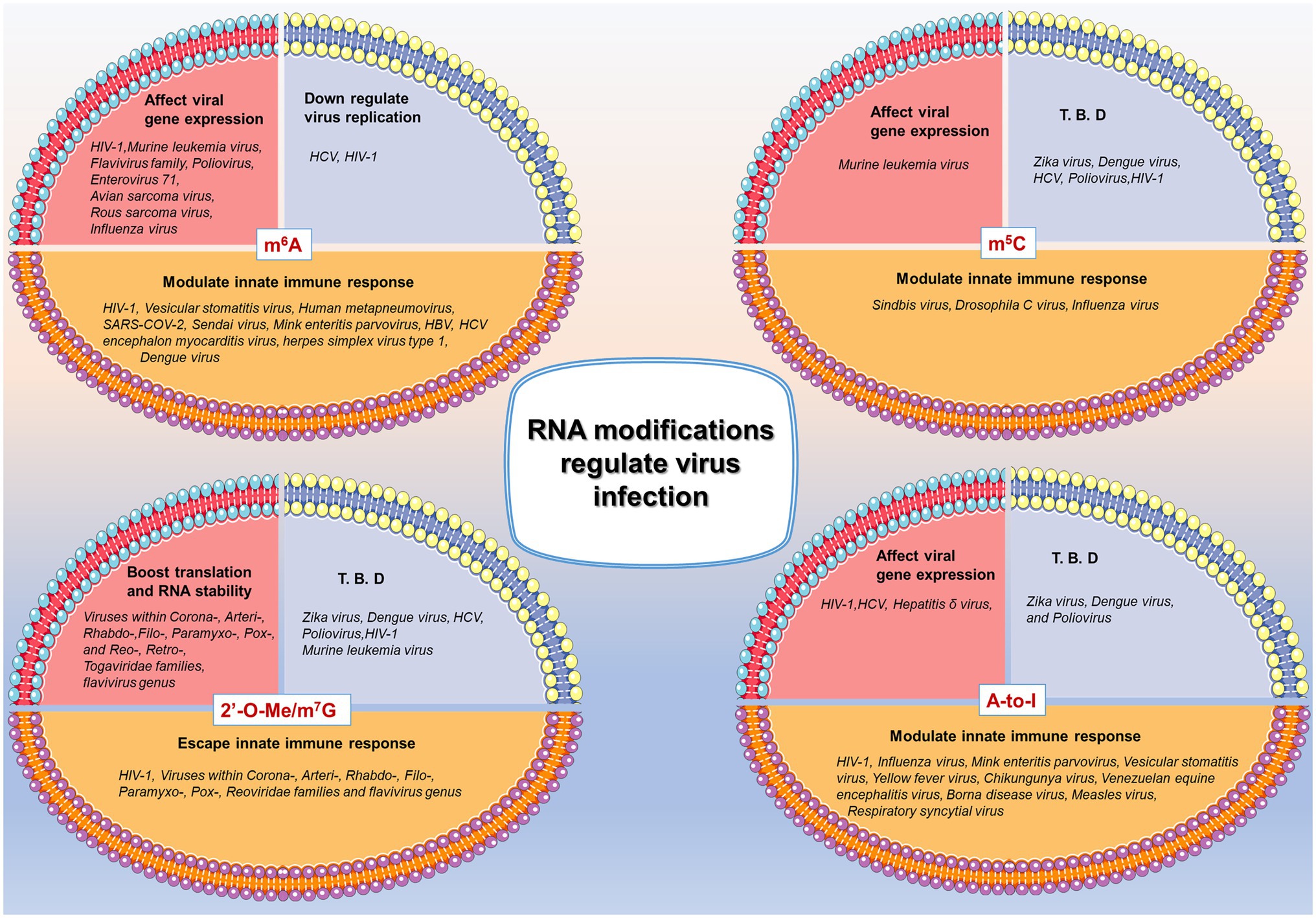 Frontiers The Emerging Role Of Rna Modifications In The Regulation Of Antiviral Innate Immunity Microbiology