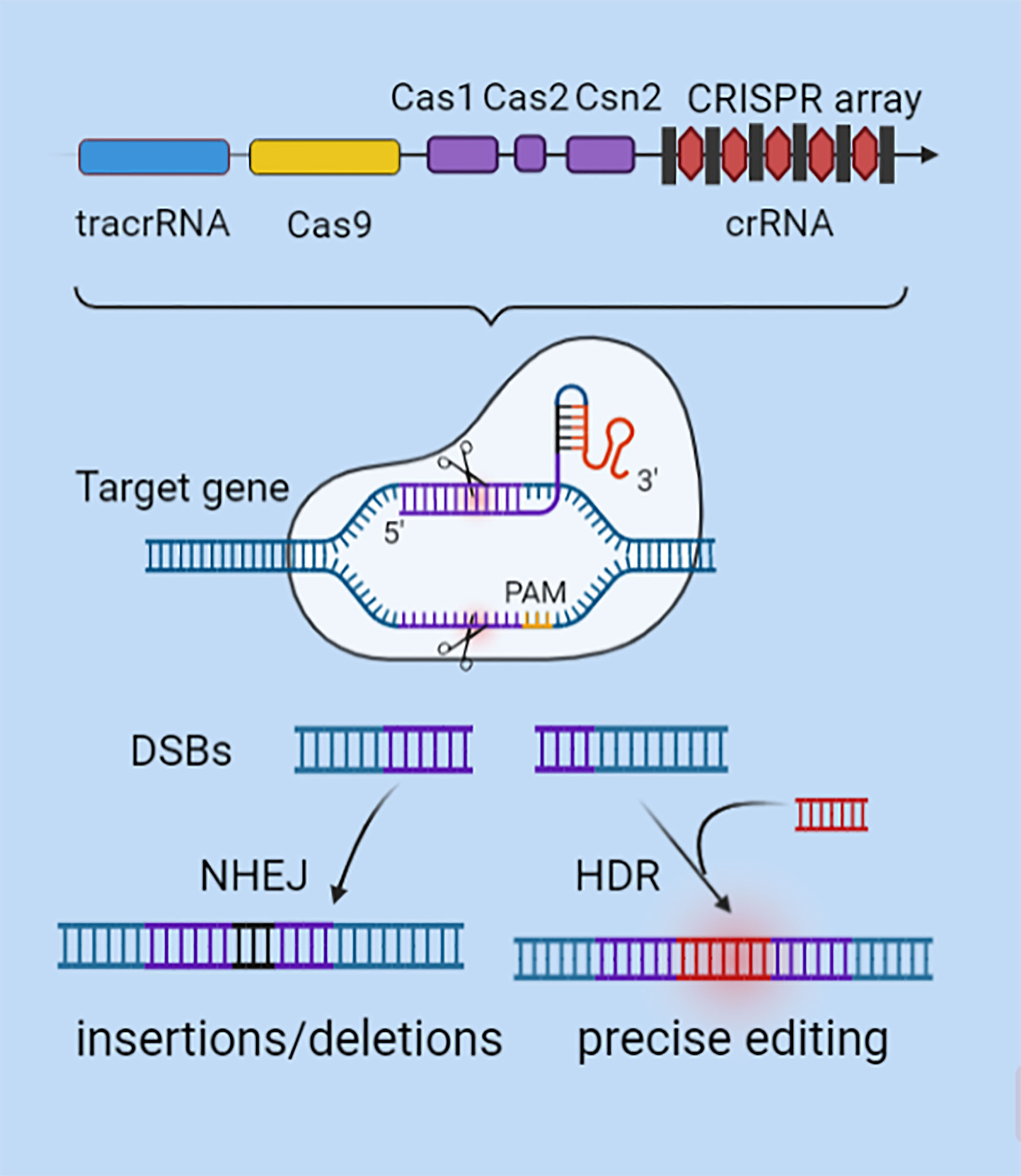 crispr gene editing research paper