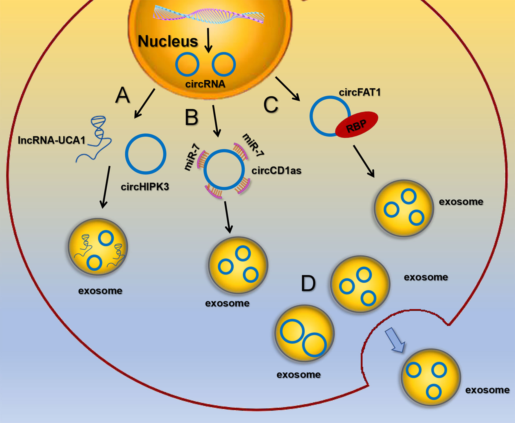 Frontiers | Circular RNAs and Their Role in Exosomes
