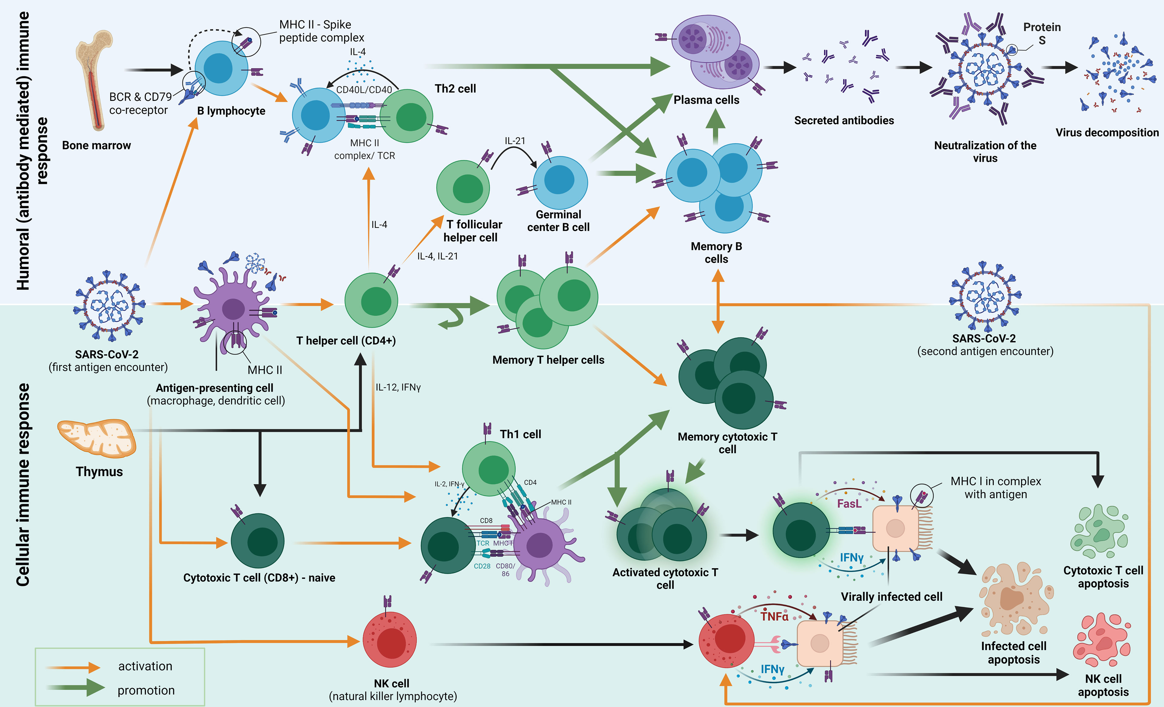 Immune system response