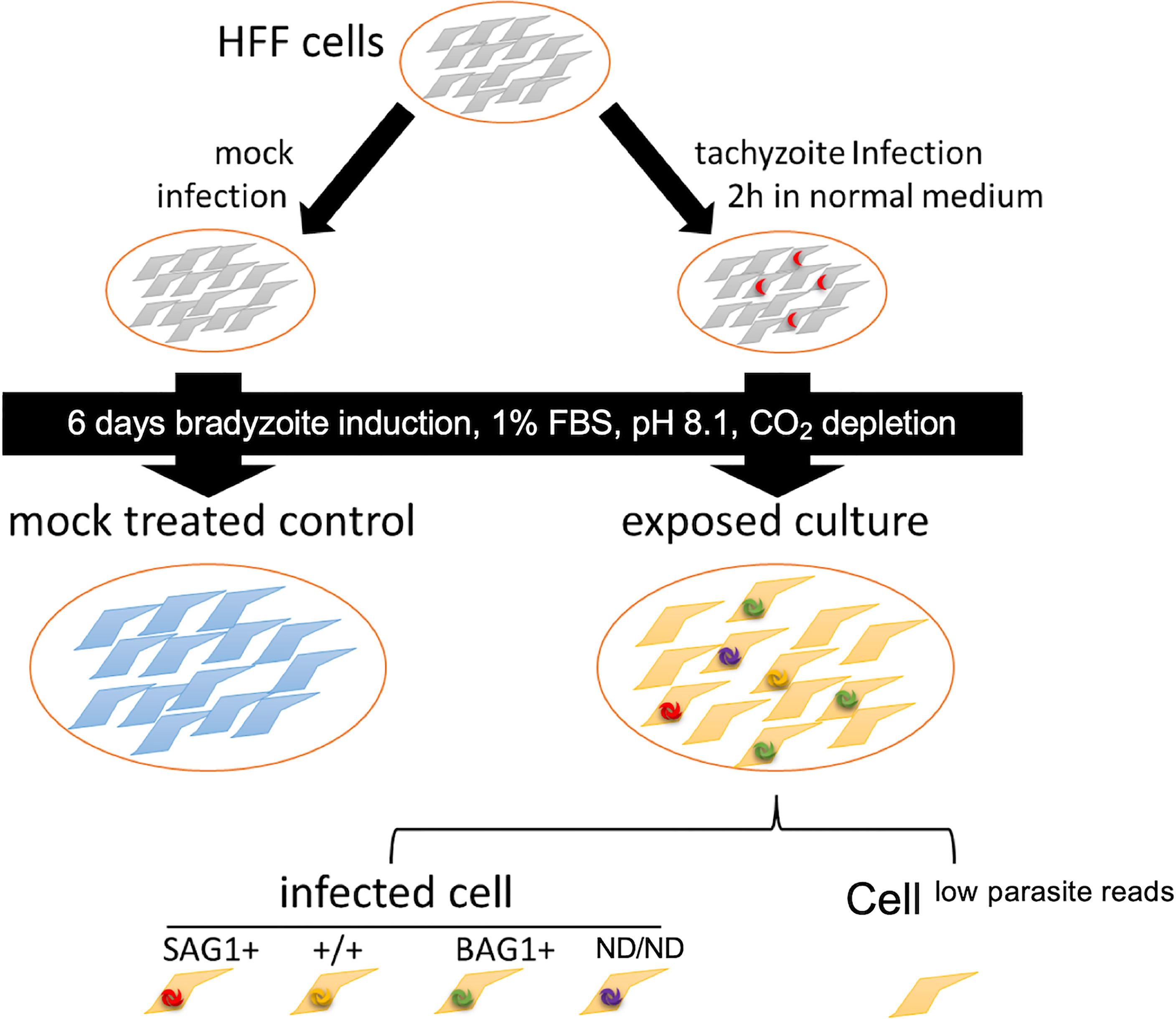 Frontiers Single Cell Transcriptomes Of In Vitro Bradyzoite Infected