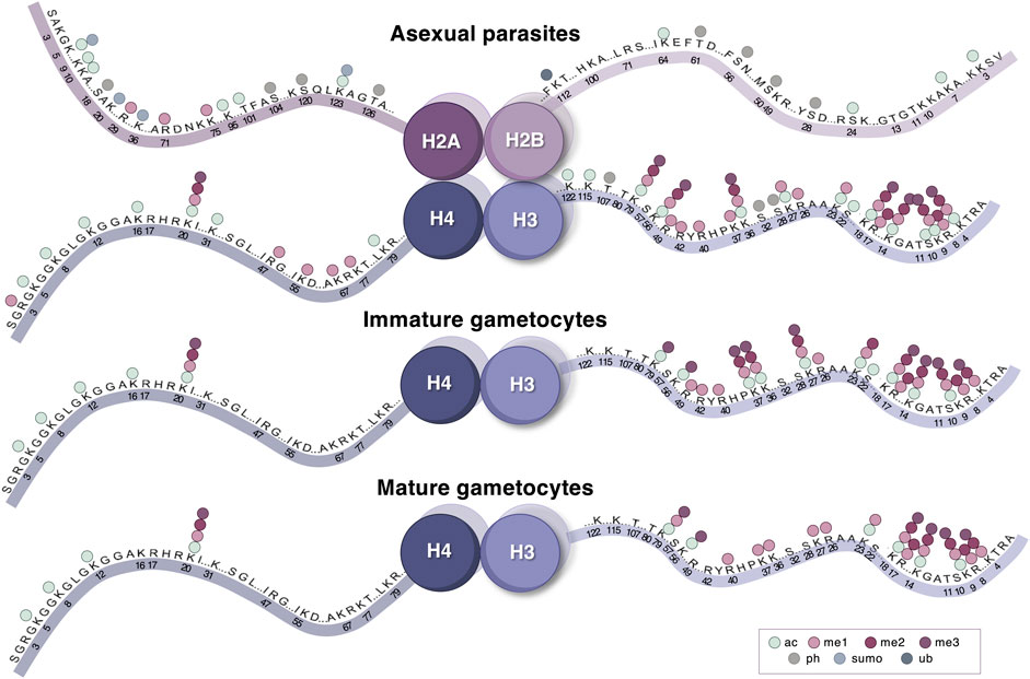 Frontiers | Histone Modification Landscapes as a Roadmap for