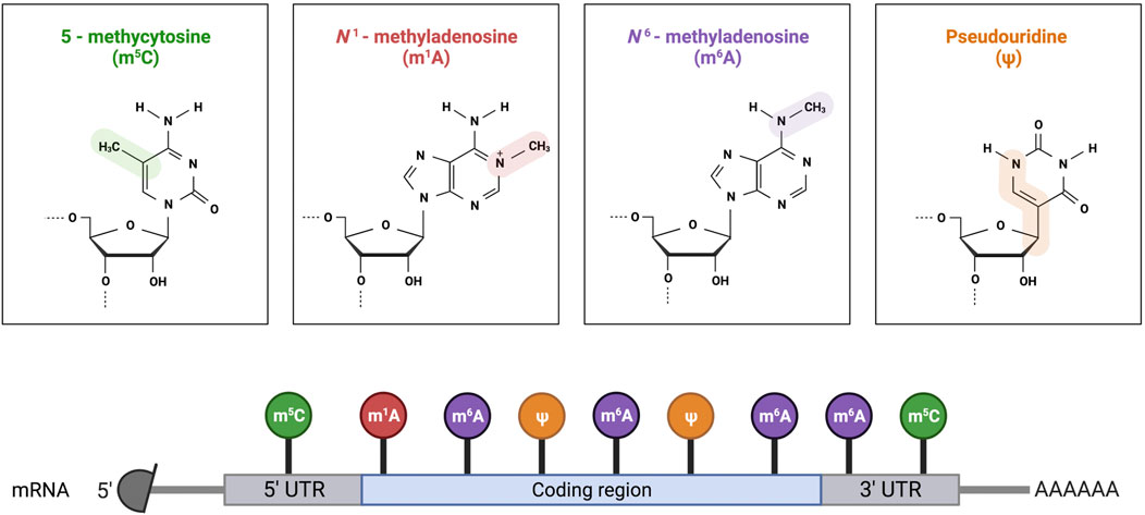 Frontiers  Epitranscriptomics of SARS-CoV-2 Infection