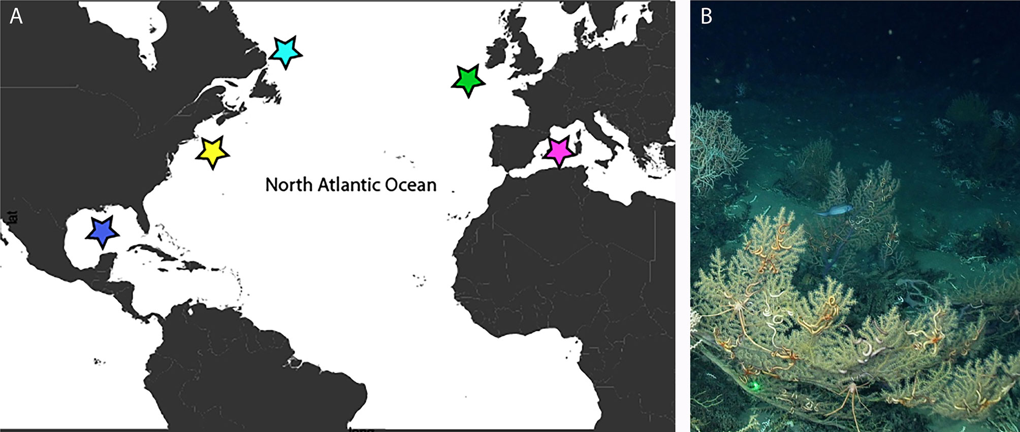 Frontiers  Phylogeography of Paramuricea: The Role of Depth and