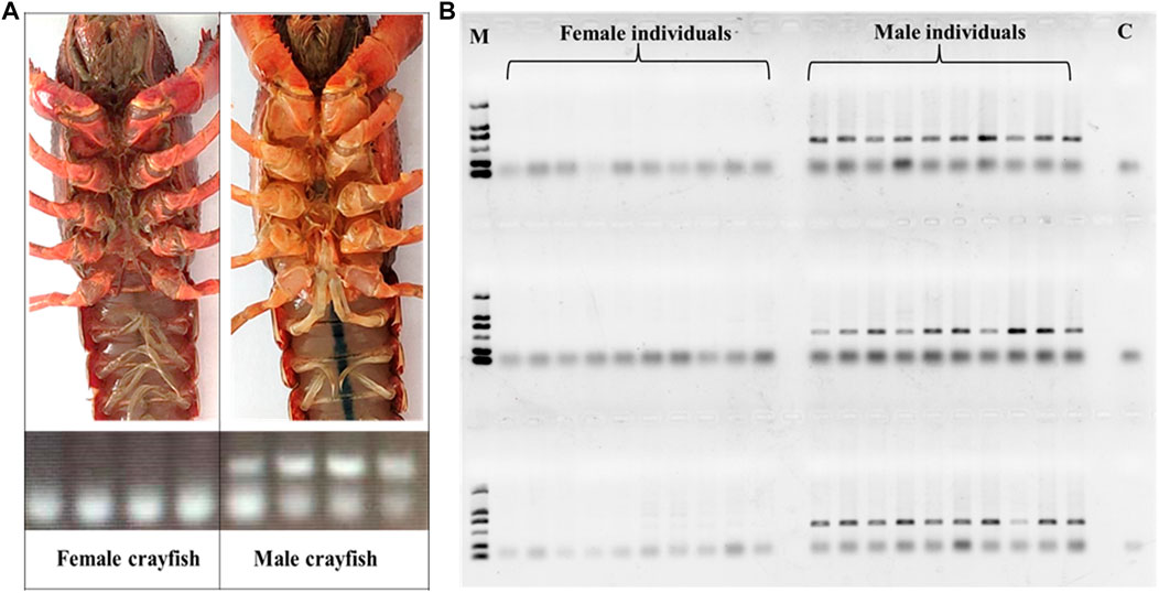 Frontiers Exploration Of An Xxxy Sex Determination System And Development Of Pcr Based Sex 6143