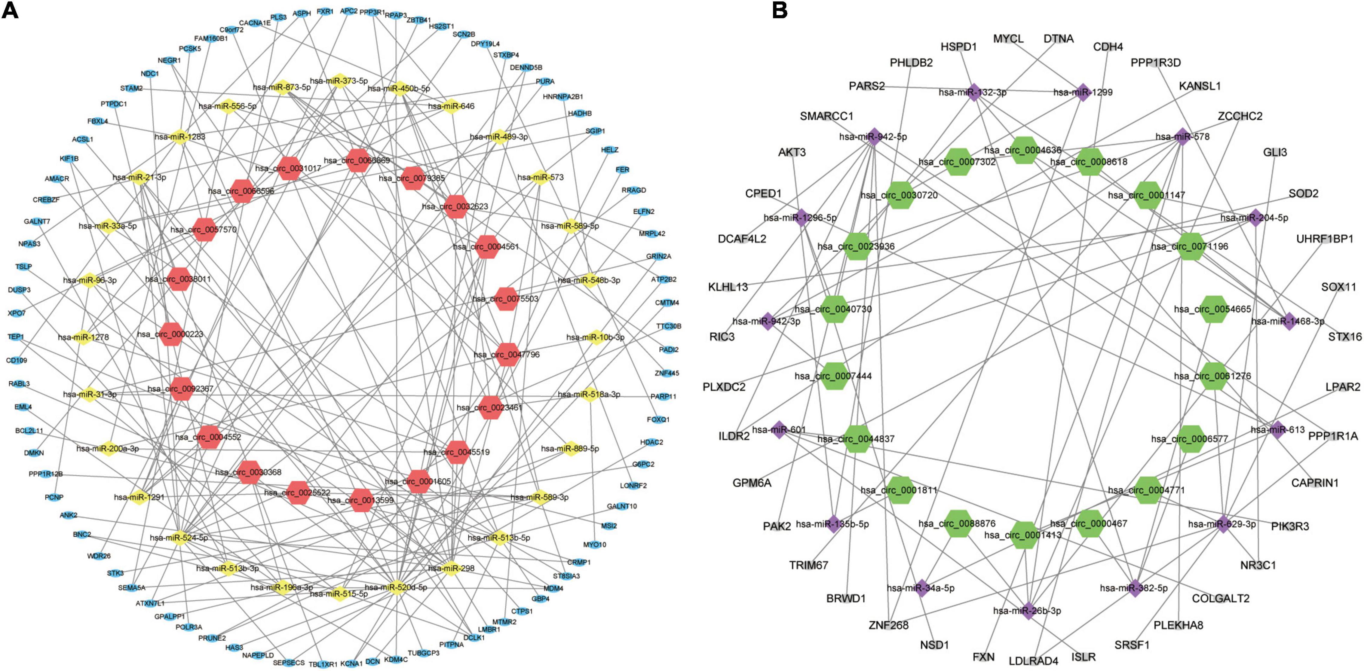 Frontiers Comprehensive Analysis Of Circrna Mirna Mrna Regulatory Network And Novel Potential