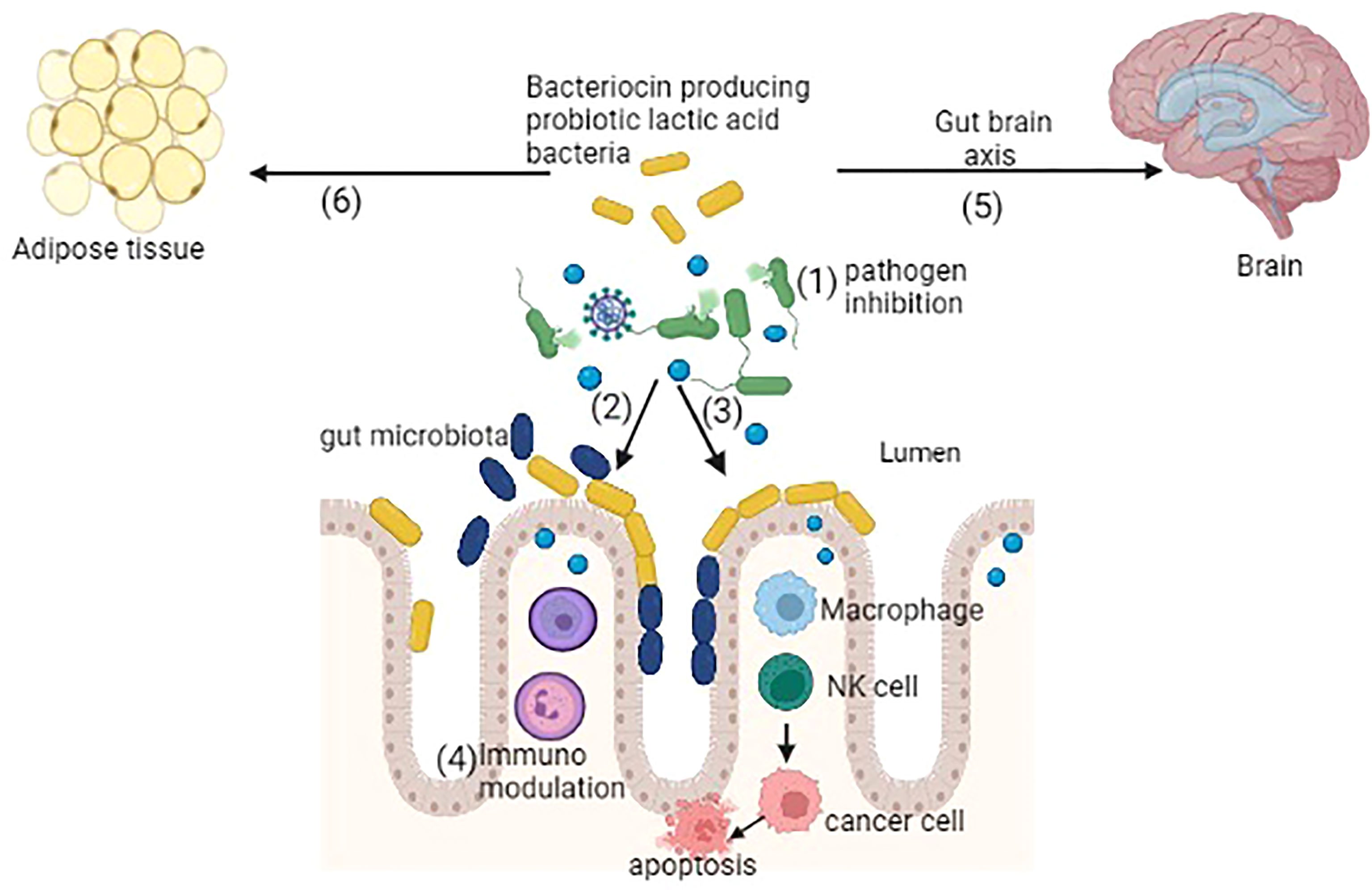 Frontiers Bacteriocin Producing Probiotic Lactic Acid Bacteria In