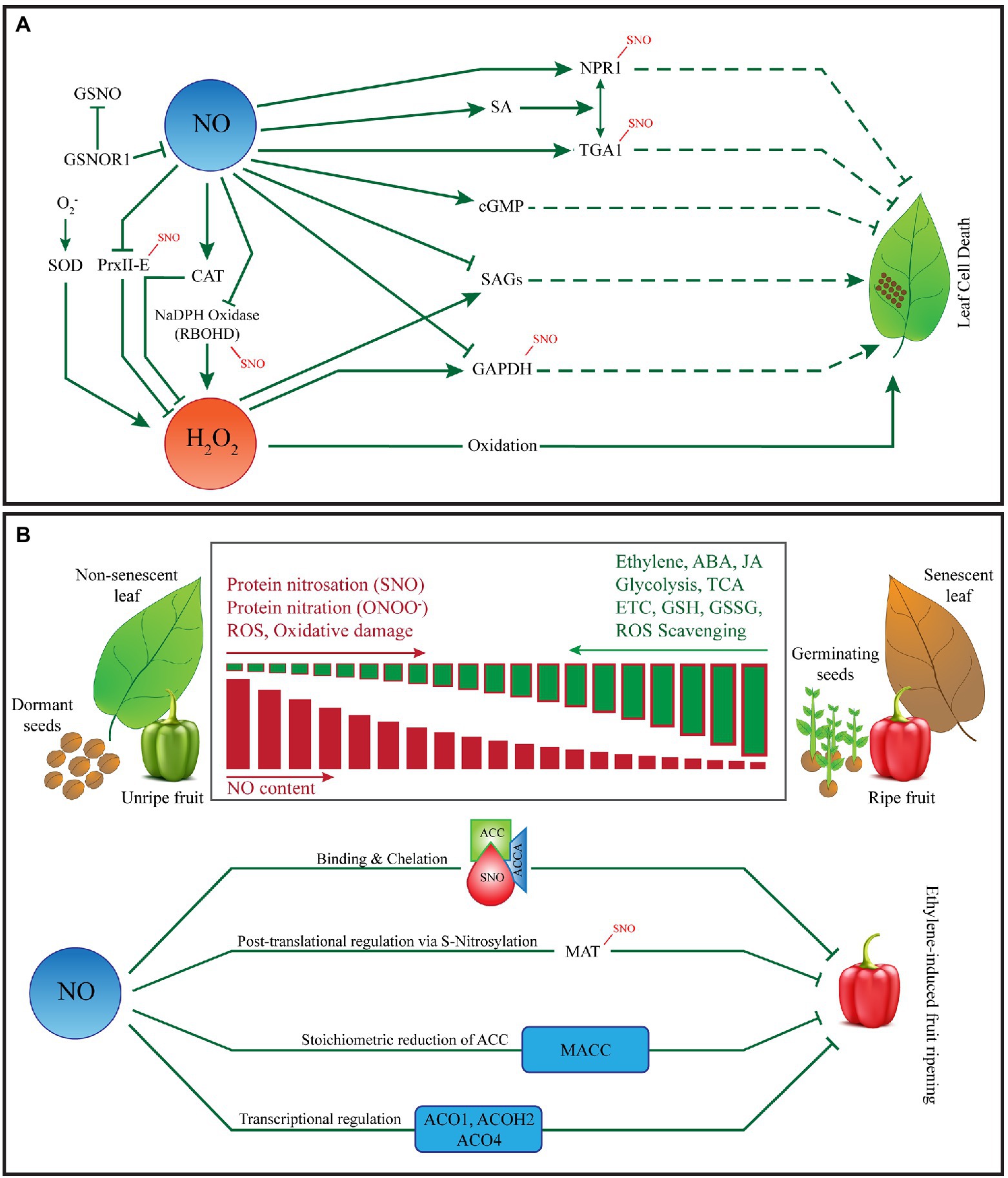 Full article: Signaling through reactive oxygen and nitrogen species is  differentially modulated in sunflower seedling root and cotyledon in  response to various nitric oxide donors and scavengers*