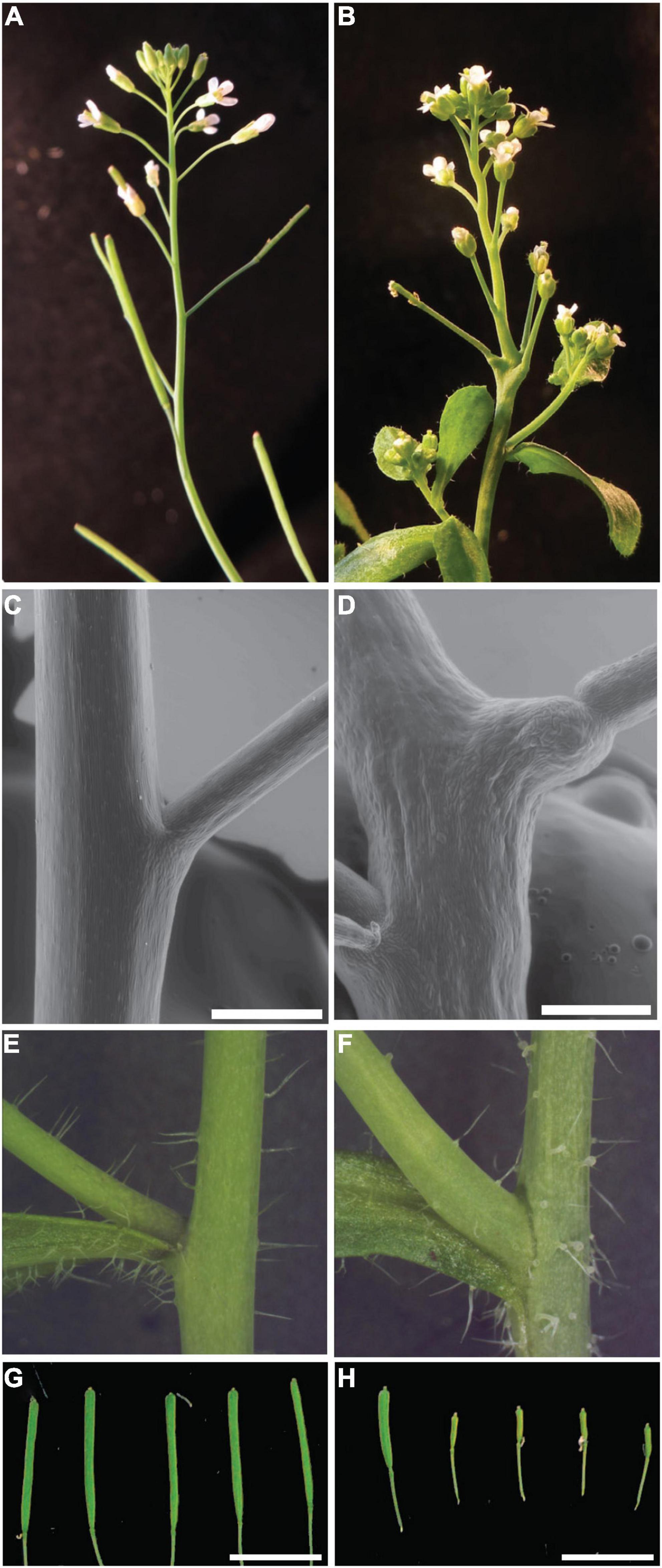 Trichome distribution on first leaves of Col and Ler plants. (A) Col.