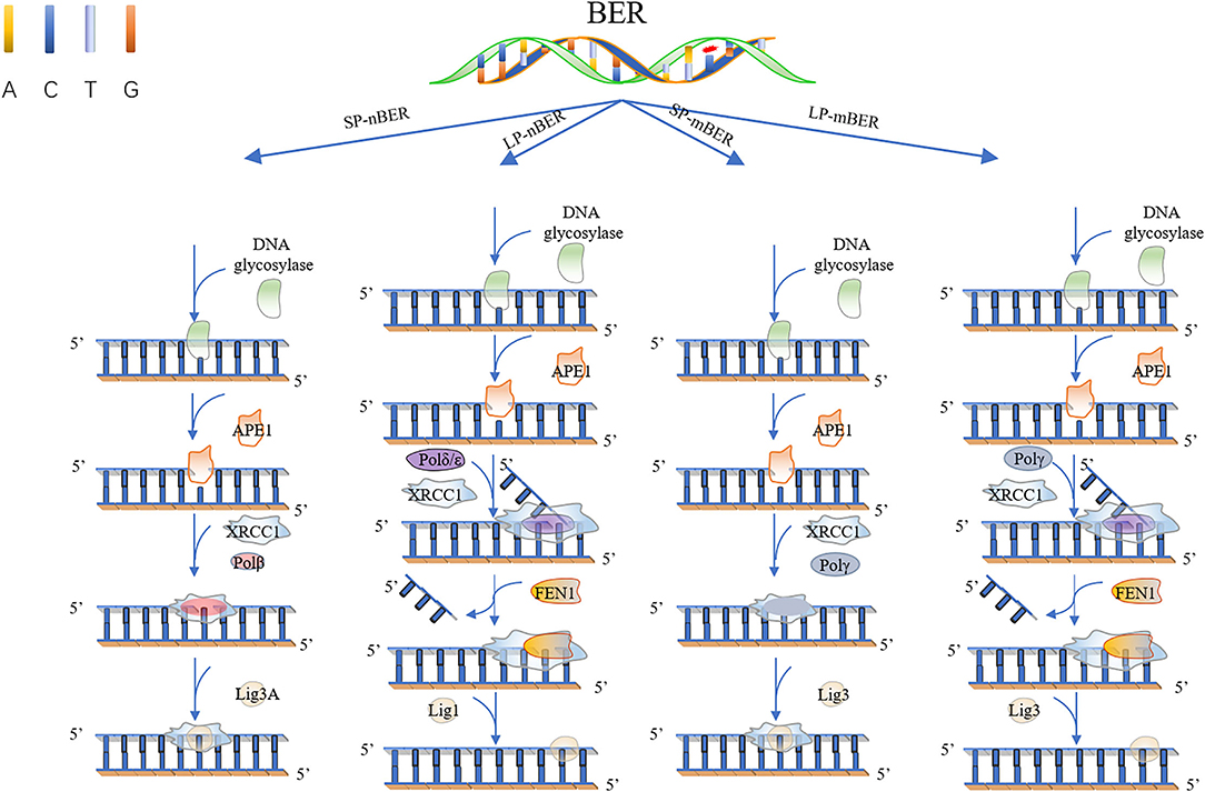 A protein with a dual role: Both repair and mutation