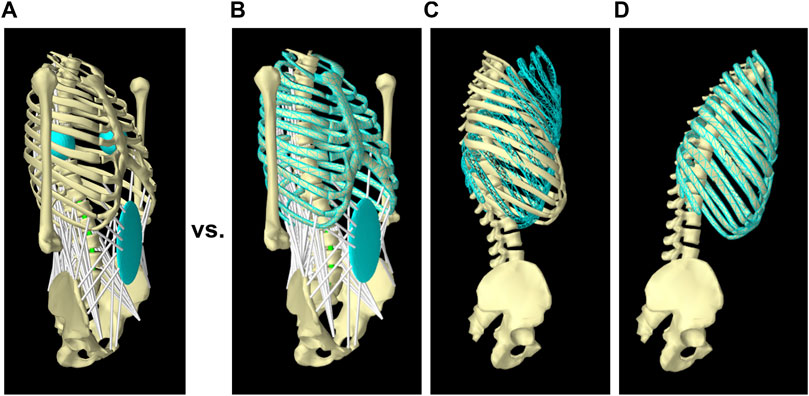 Frontiers | Biomechanical Properties Of Paraspinal Muscles Influence ...