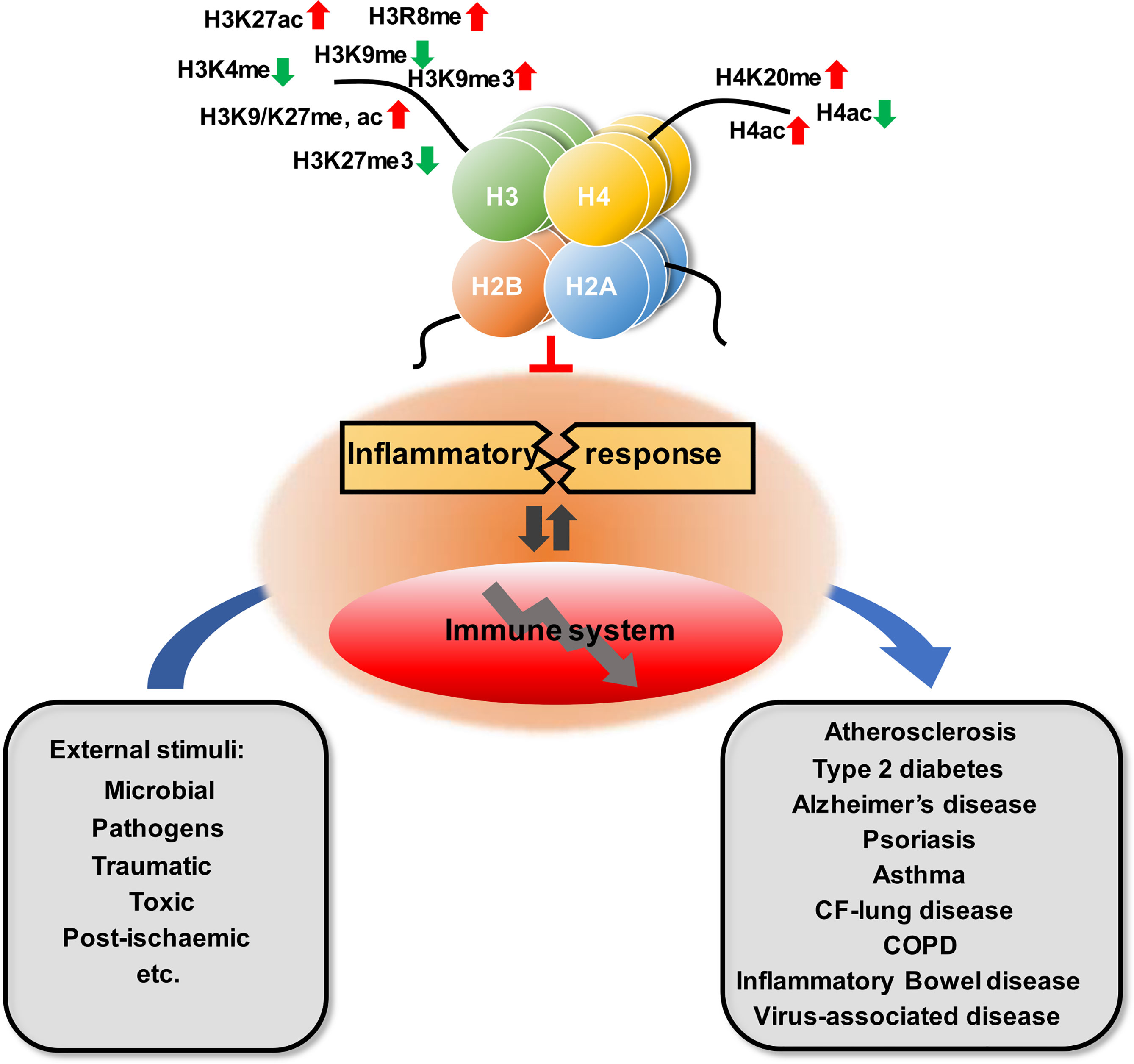 Frontiers Role Of Histone Post Translational Modifications In 