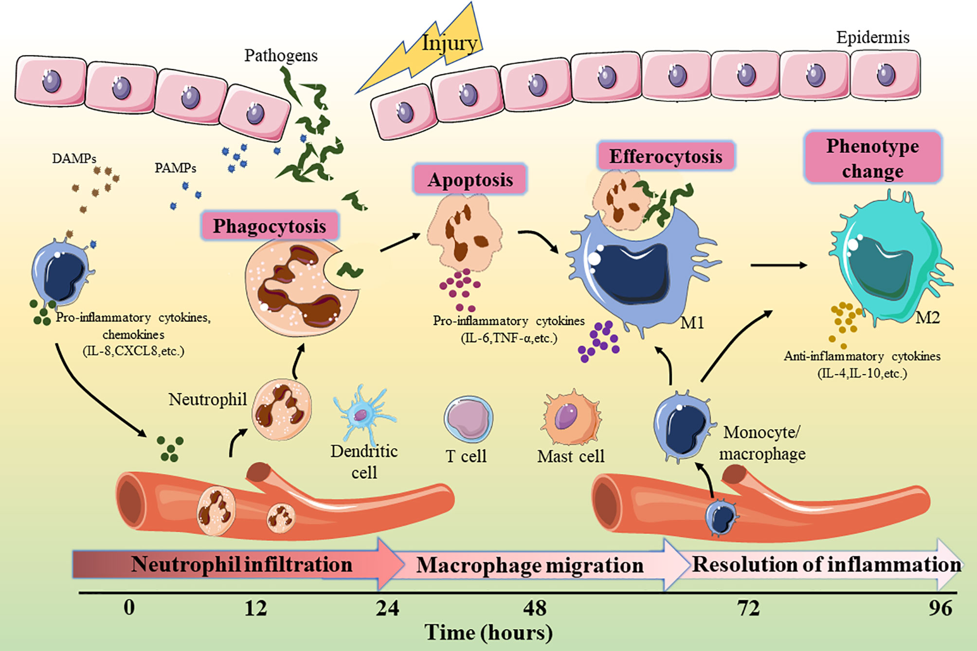 Frontiers The Role Of MicroRNA In The Inflammatory Response Of Wound 