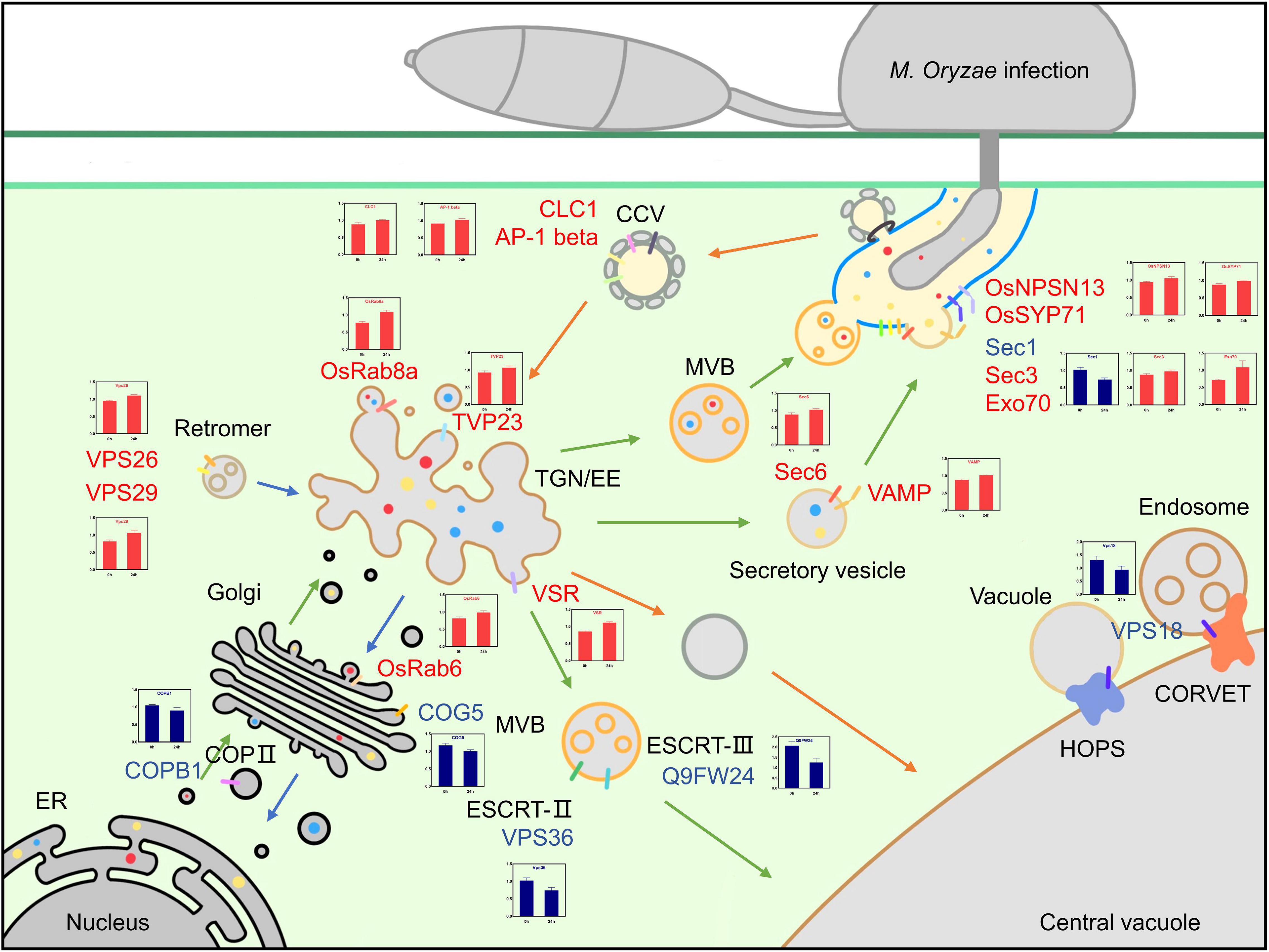 Frontiers Comparative Proteomic Analysis Of Plasma Membrane Proteins In Rice Leaves Reveals A