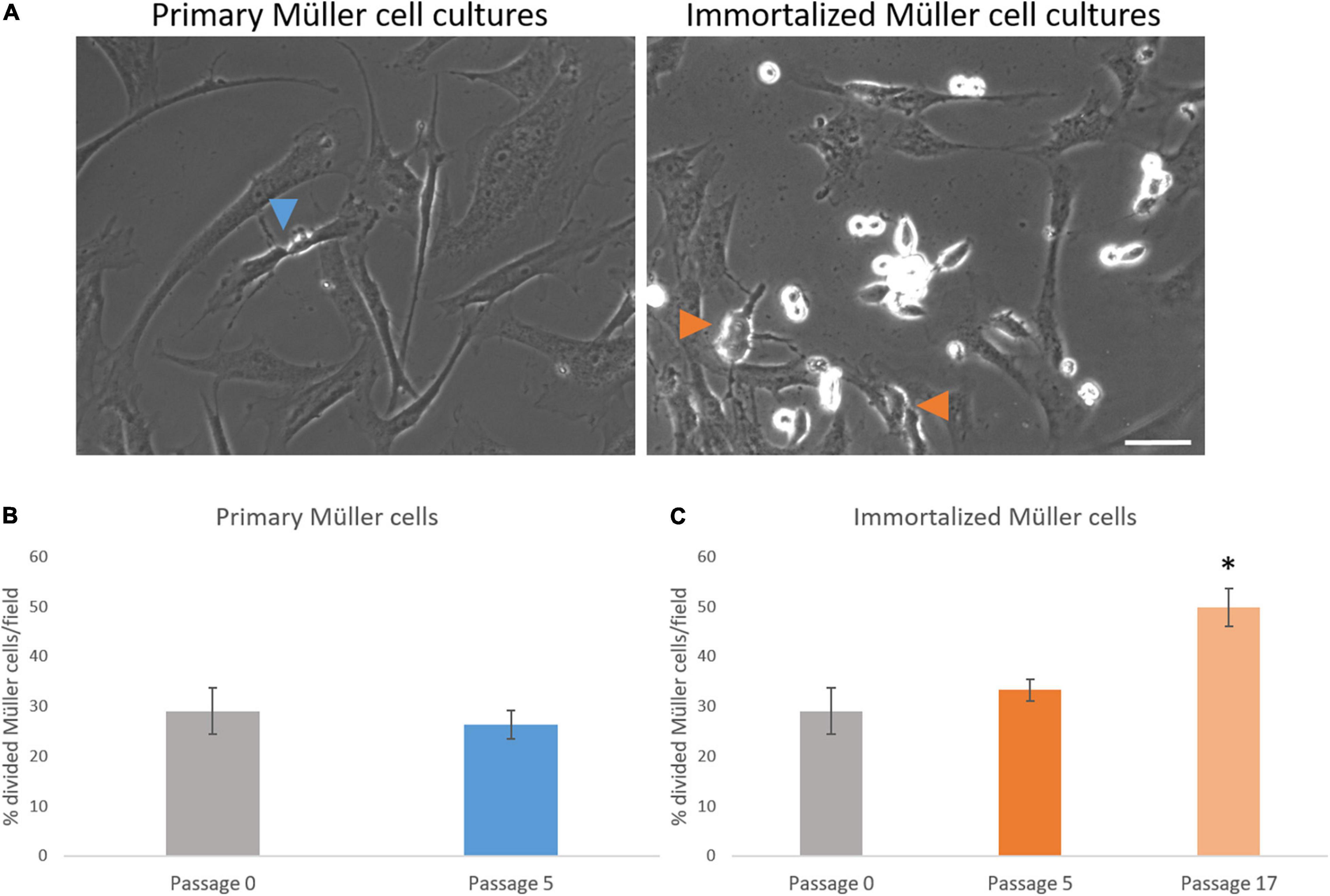 Frontiers  Characteristics of Whale Müller Glia in Primary and  Immortalized Cultures