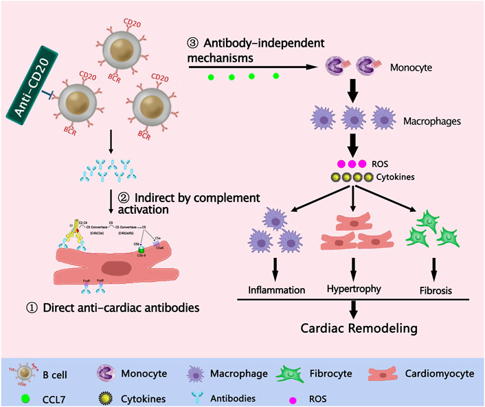 Frontiers | Immunomodulatory Treatment Strategies Targeting B Cells For ...