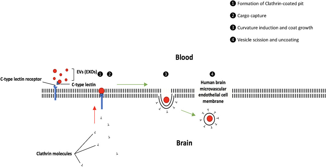 A blood–brain barrier overview on structure, function, impairment, and  biomarkers of integrity, Fluids and Barriers of the CNS