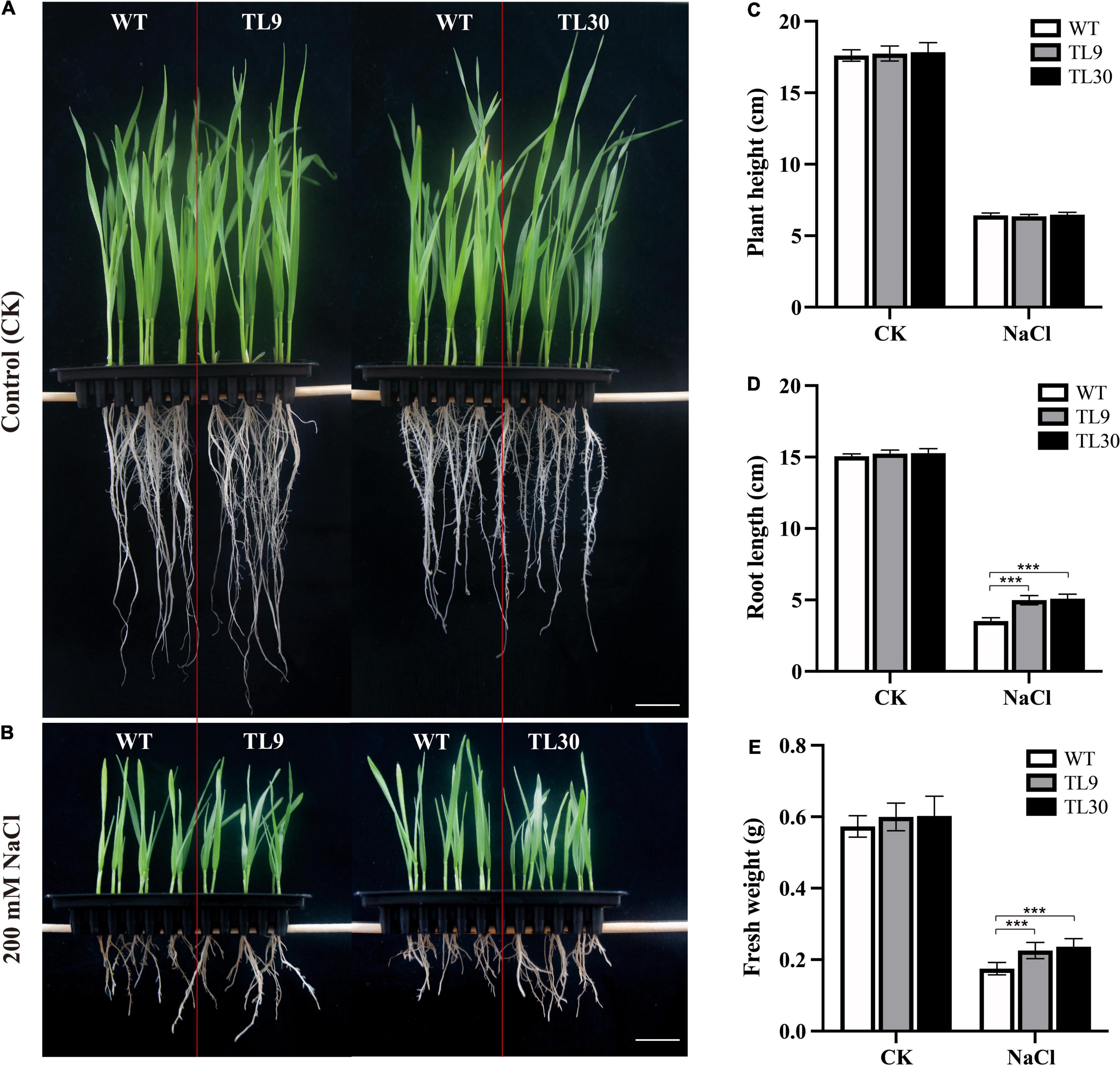 Frontiers Eutrema EsMYB90 Gene Improves Growth and Antioxidant Capacity  of Transgenic Wheat Under Salinity Stress