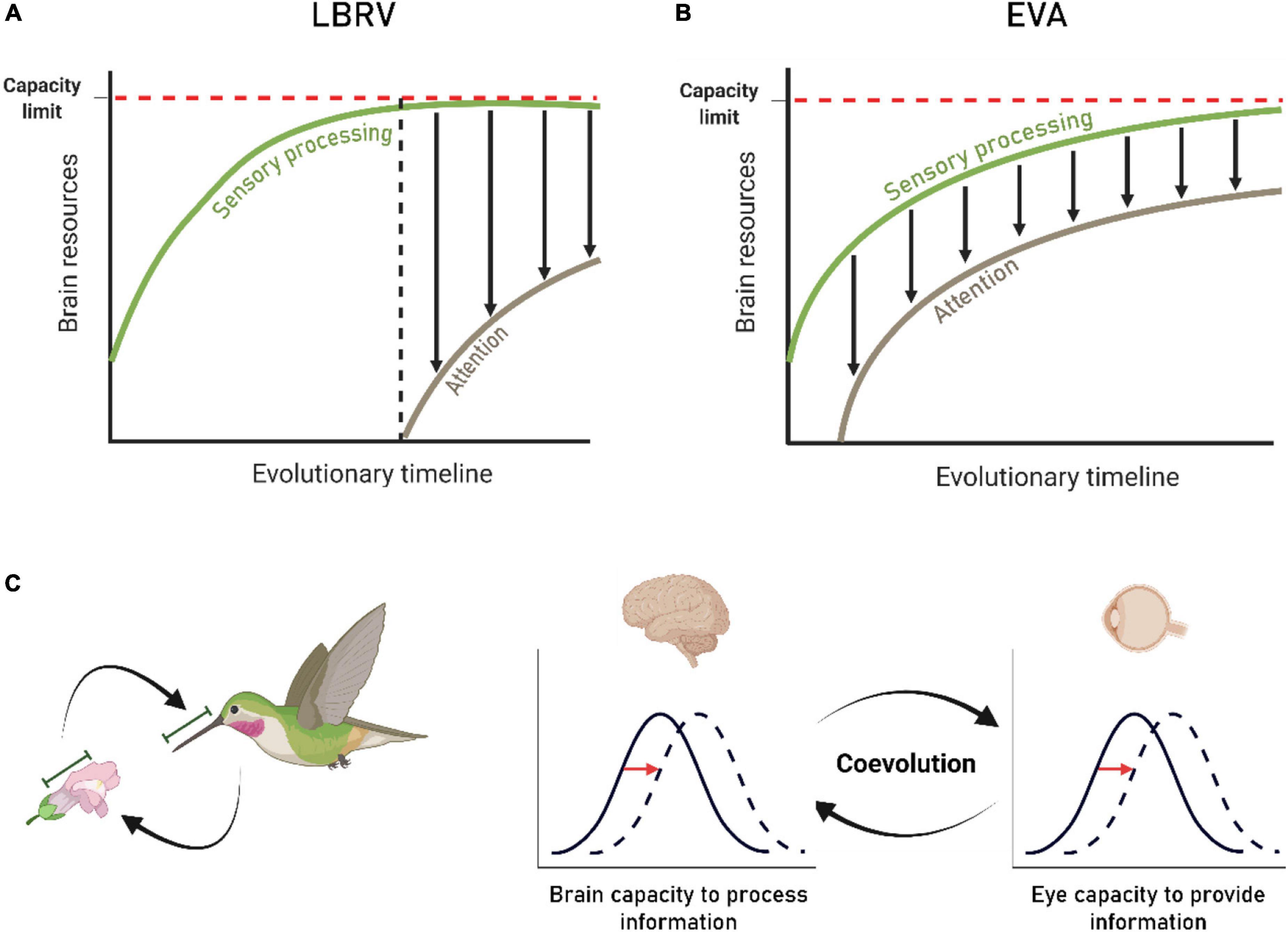 Frontiers The Ecological View Of Selective Attention