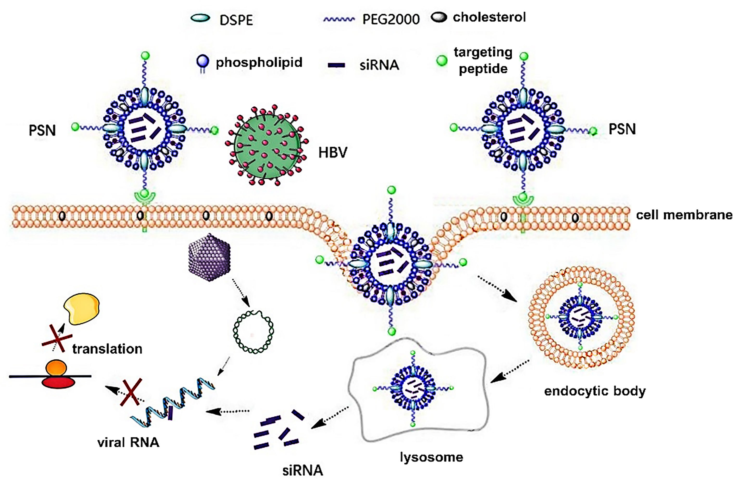 Frontiers Pres Guided Sirna Nanoparticles Target To Inhibit Hepatitis B Virus Infection