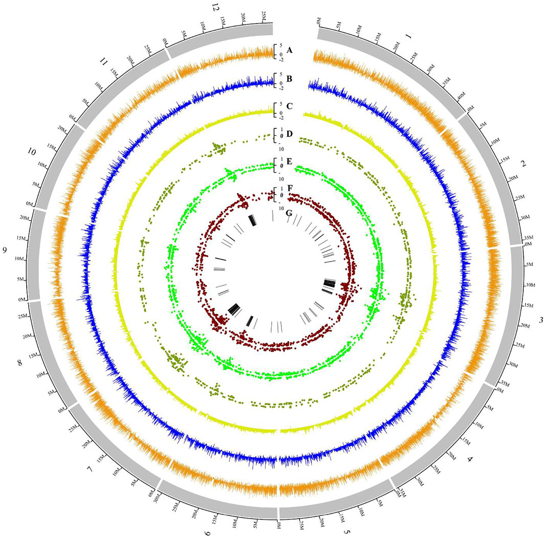 Frontiers | Comprehensive Transcriptome Analysis of GS3 Near-Isogenic ...