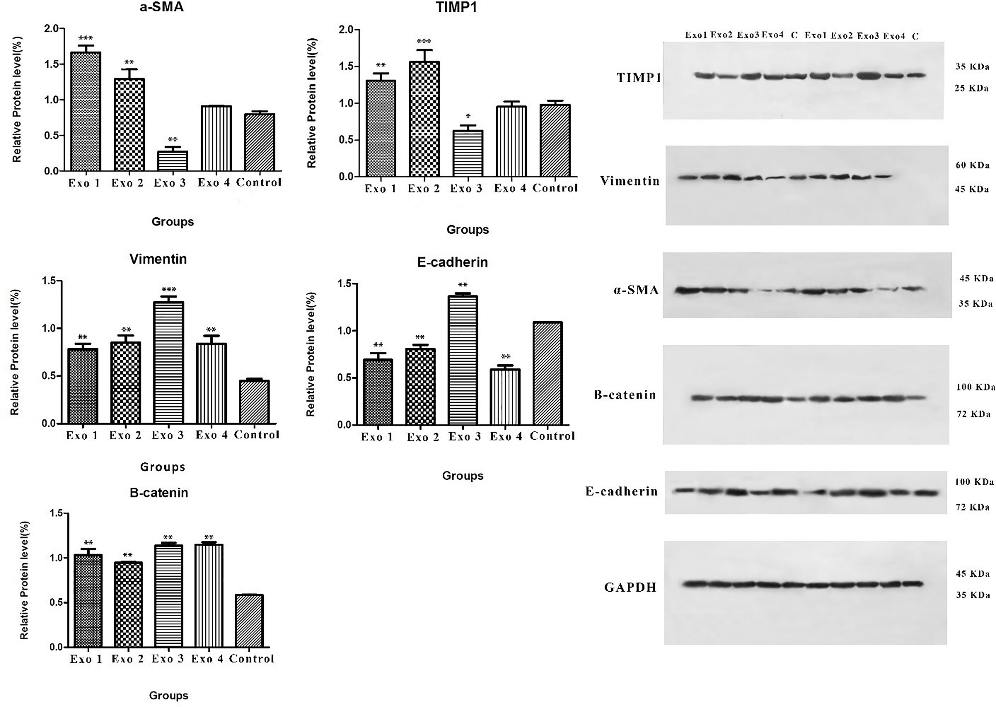 Frontiers Effects Of Exosomes Derived From Helicobacter Pylori Outer