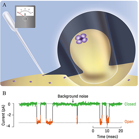 Sparks In The Brain: The Story Of Ion Channels And Nerve Cells ...