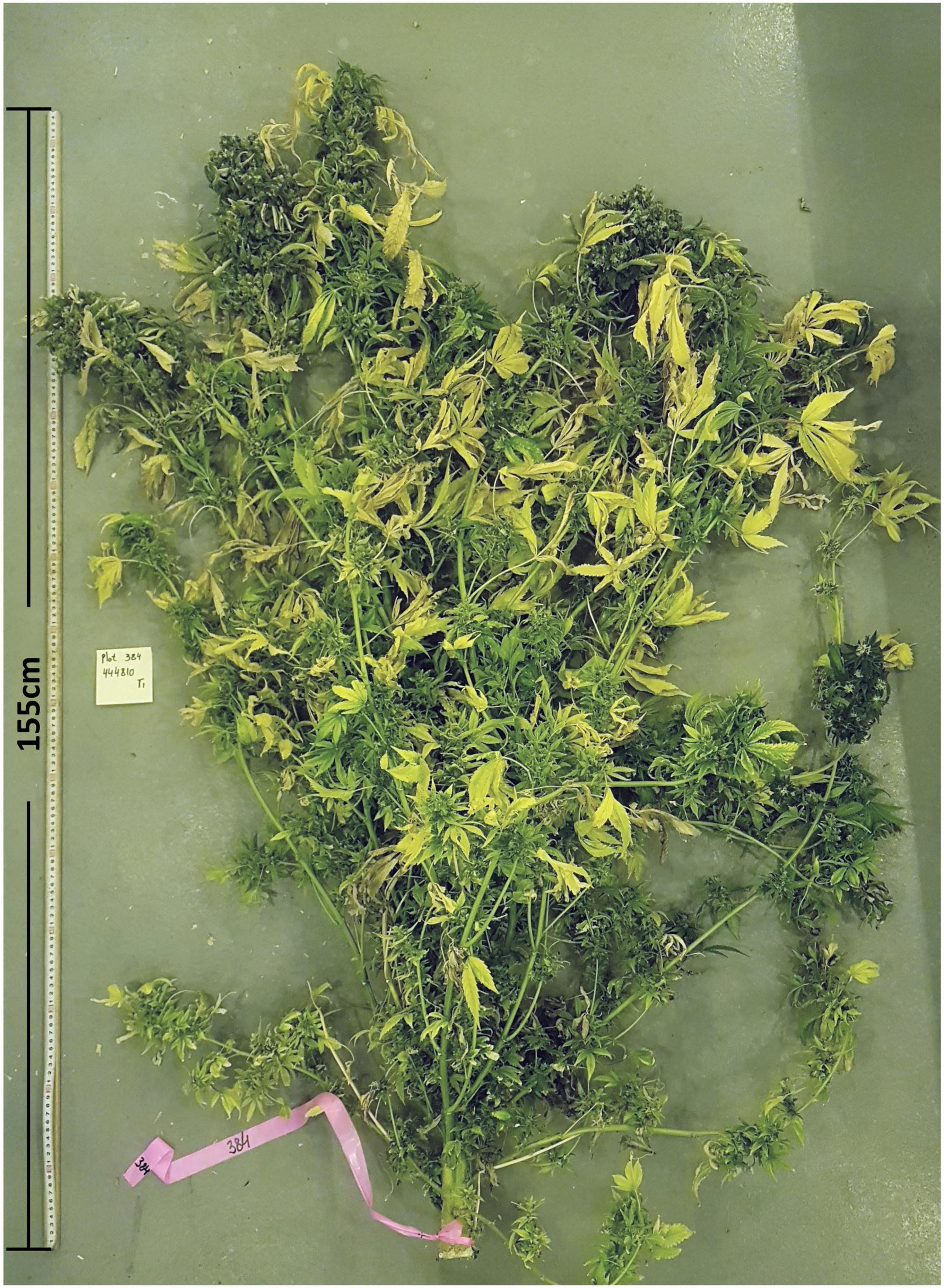 File:24 grams of cannabis buds and digital scale.jpg - Wikimedia Commons