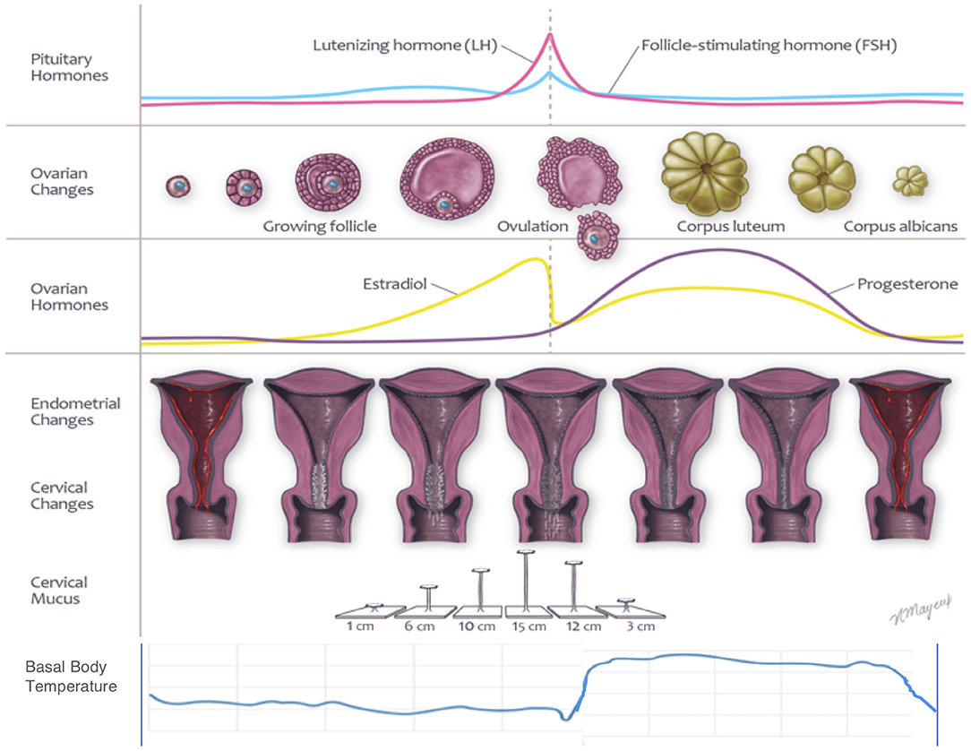 Sympto-thermal Method of Fertility Awareness Short Luteal Phase and  Potential Infertility Chart — Groove
