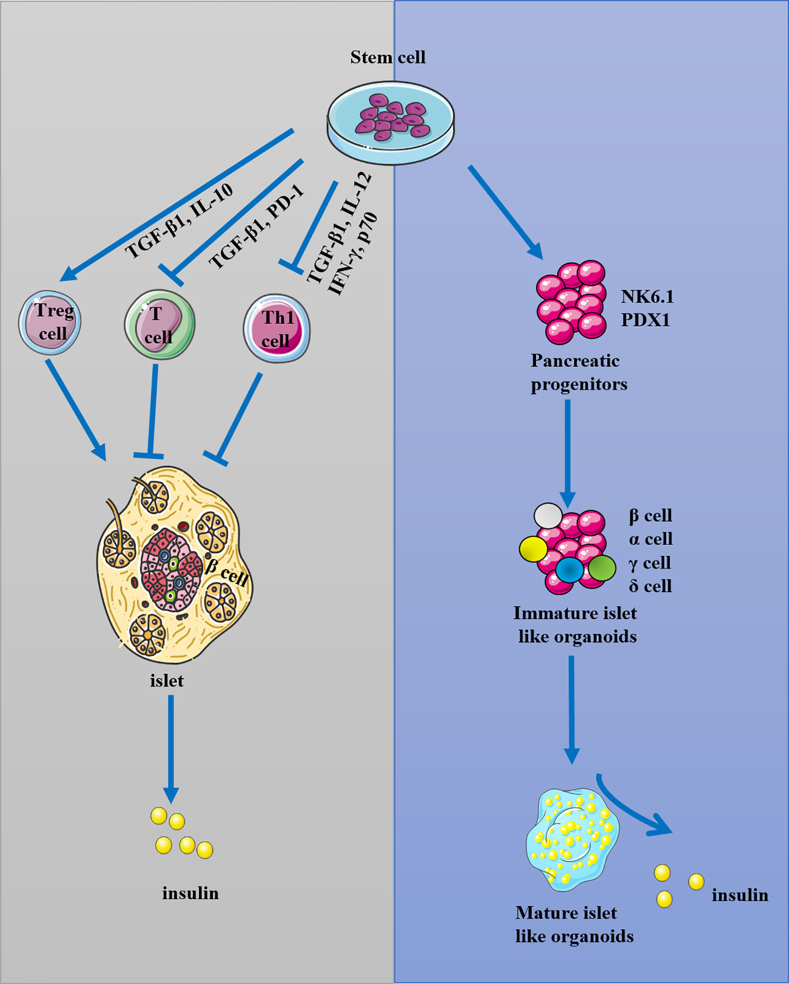 Frontiers | Stem Cell Transplantation in the Treatment of Type 1 