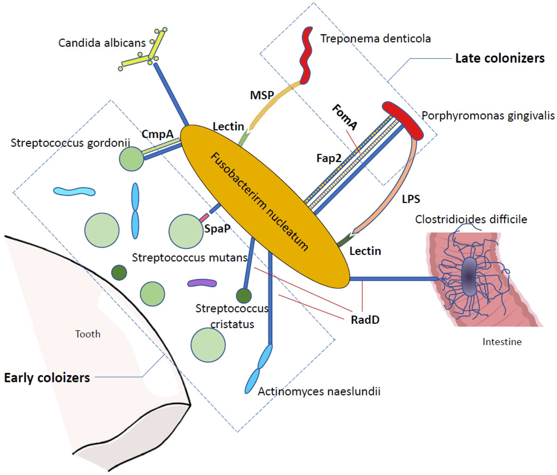 Frontiers Fusobacterium Nucleatum The Opportunistic Pathogen Of Periodontal And Peri Implant 2406