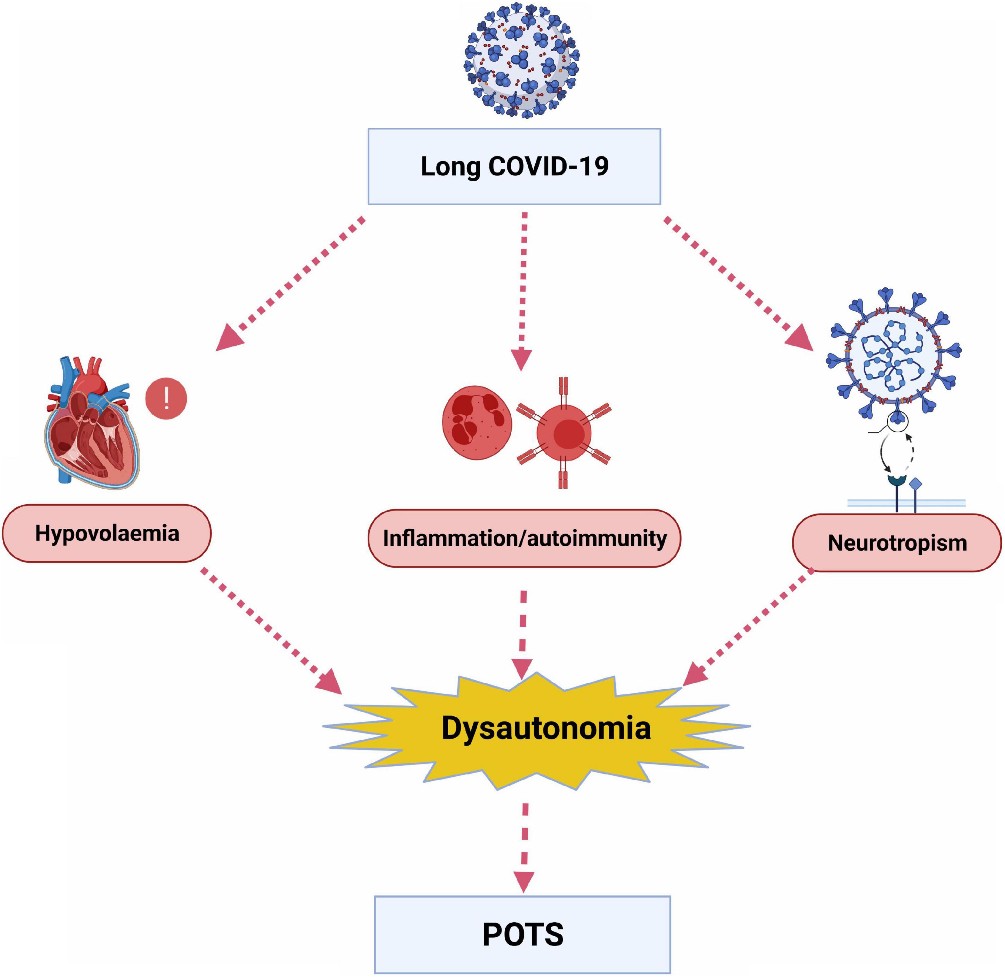 Frontiers Long COVID 19 And Postural Orthostatic Tachycardia Syndrome 