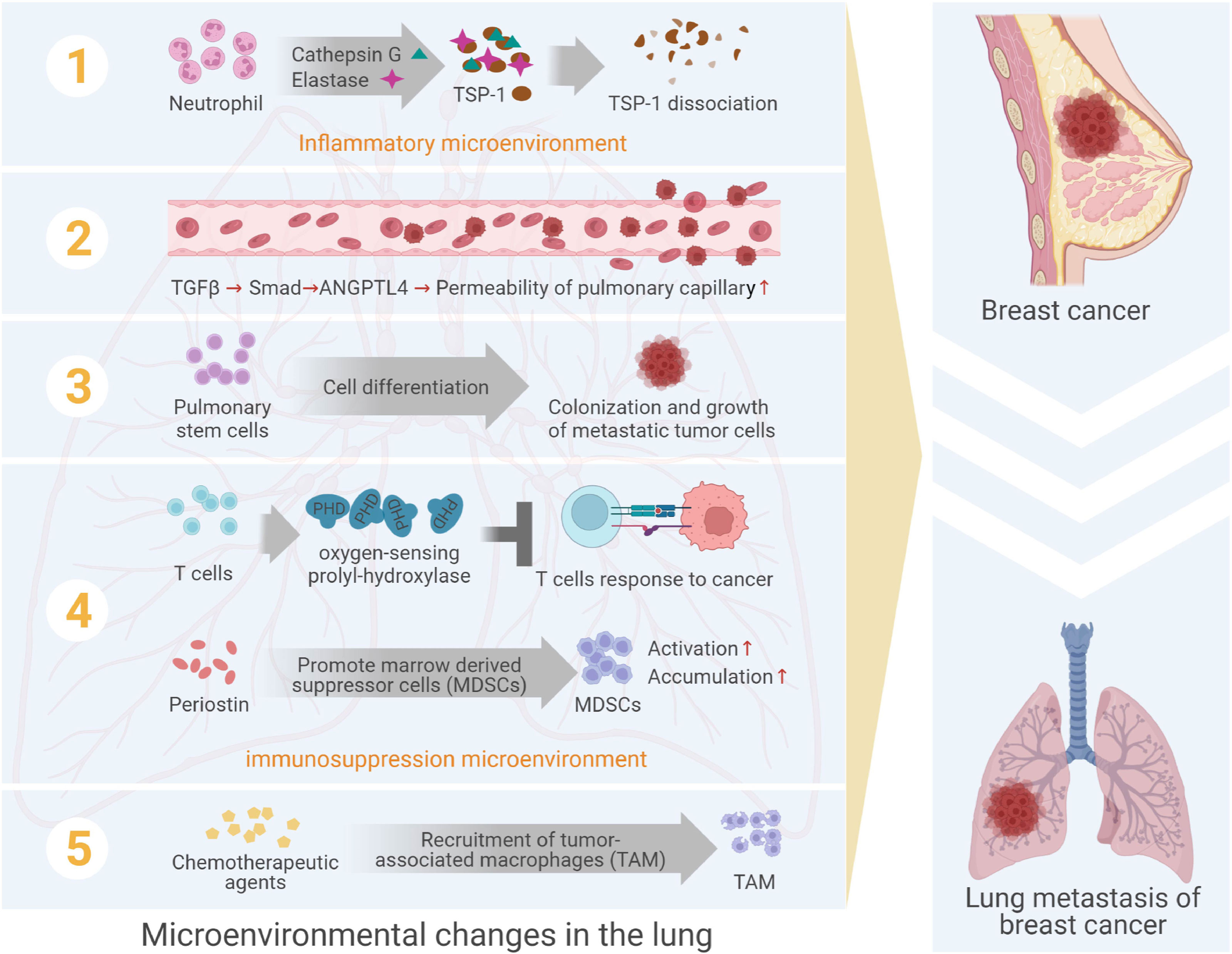 Frontiers Changes In Pulmonary Microenvironment Aids Lung Metastasis 